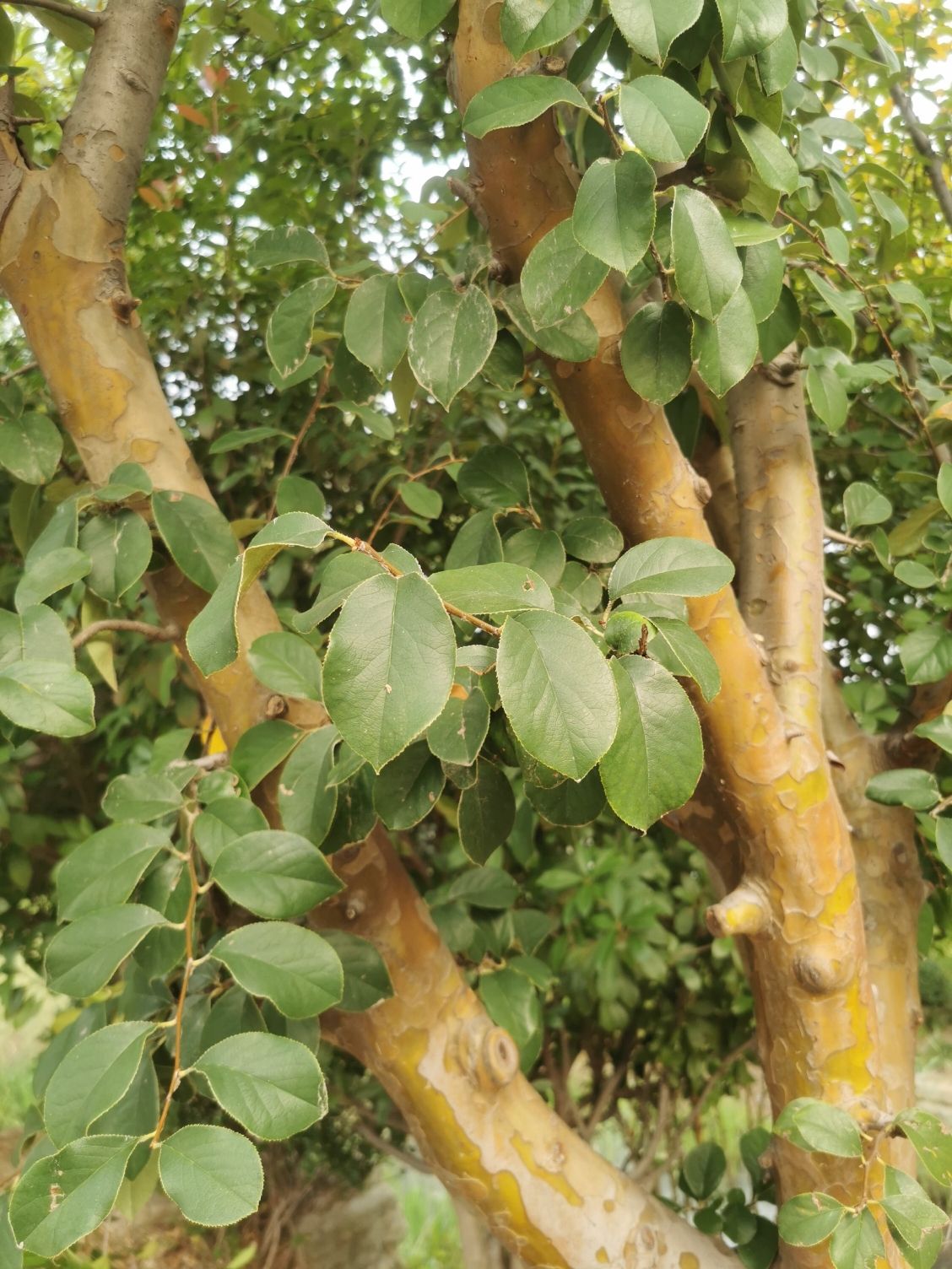 凤凰台植物公园旅行图片 3