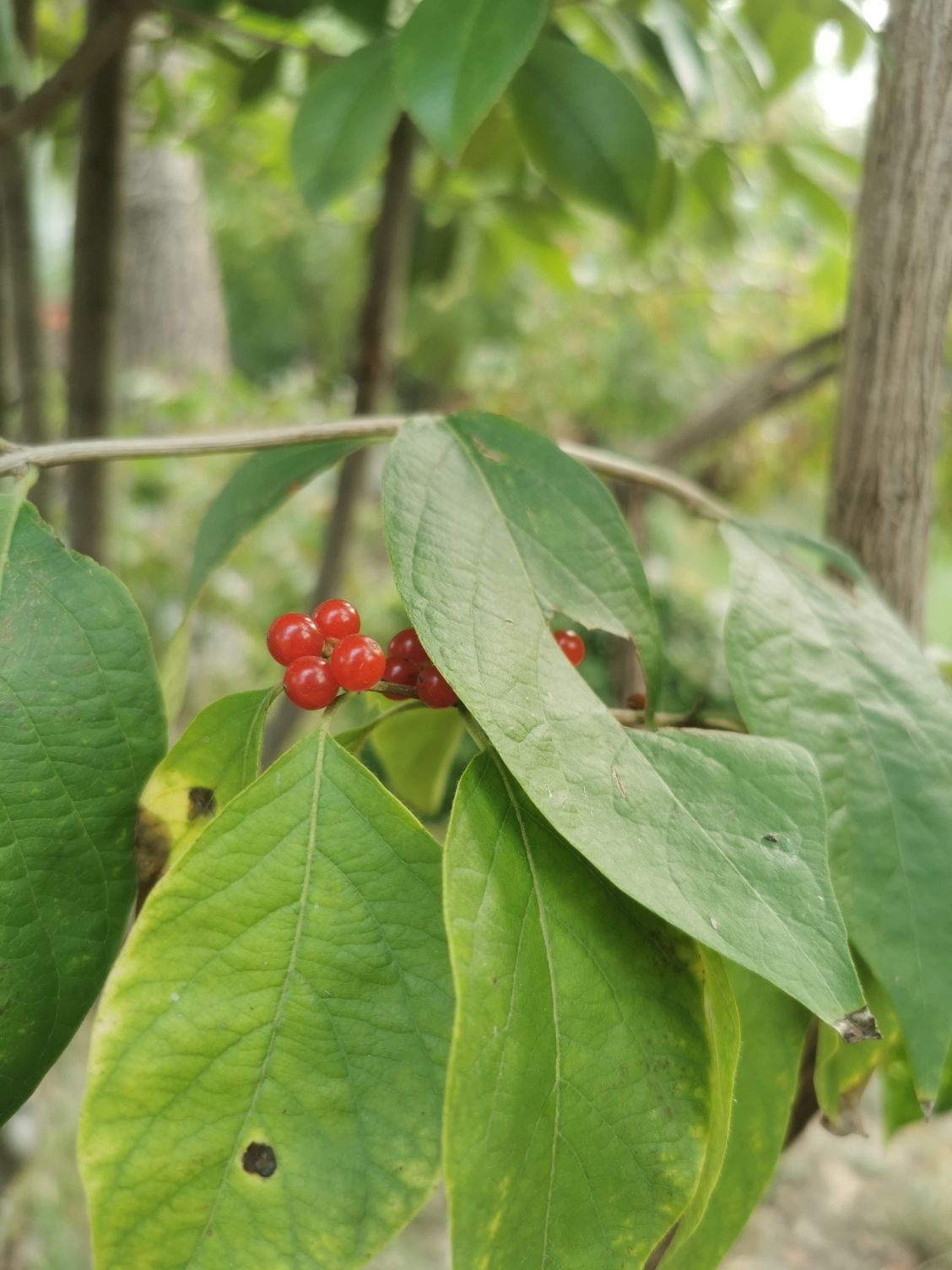 凤凰台植物公园旅行图片 2