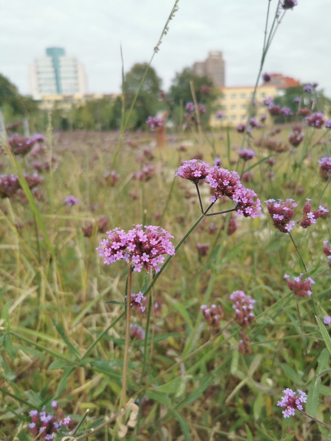 凤凰台植物公园旅行图片 1