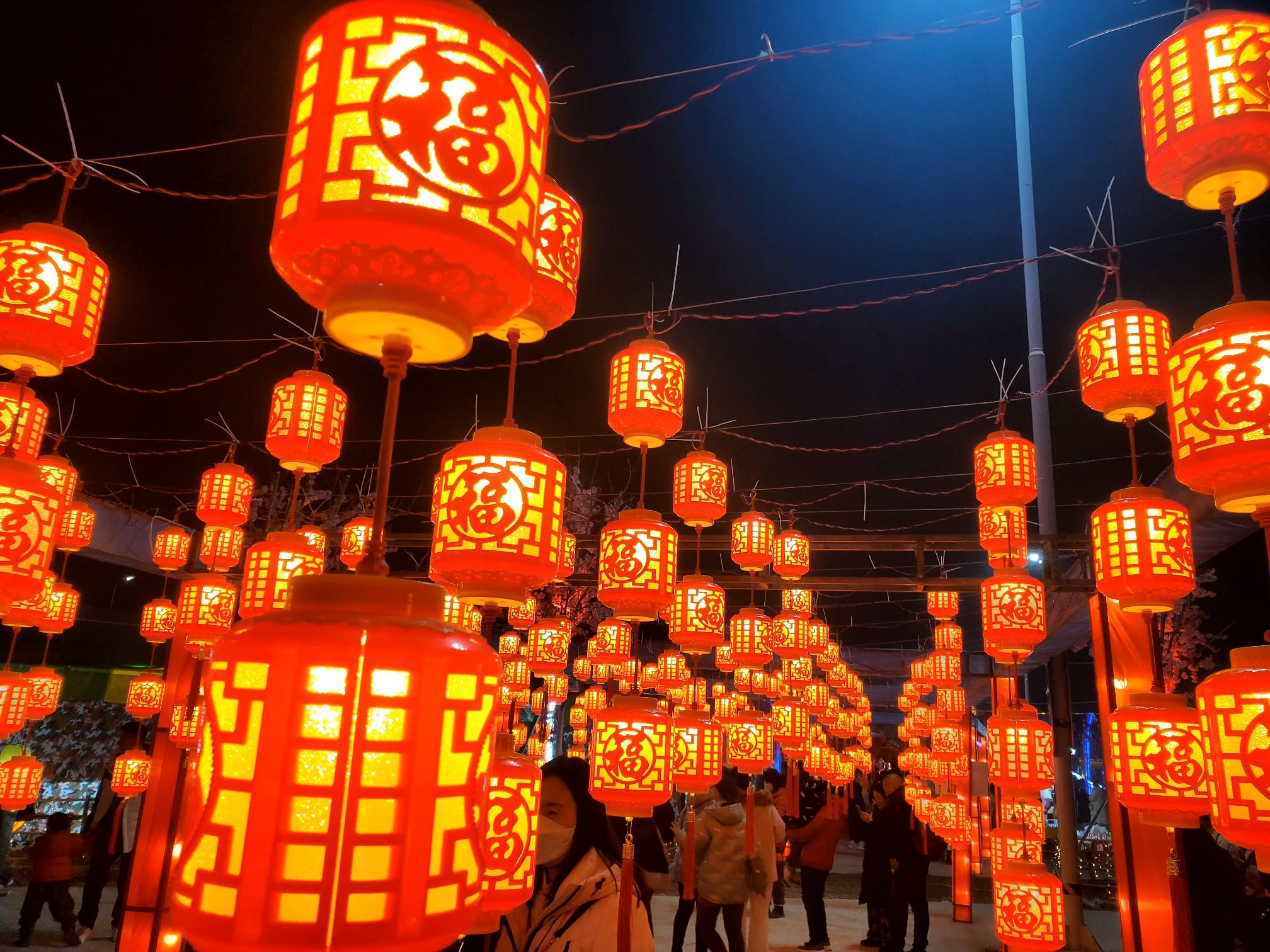 凤凰台植物公园旅行图片 3