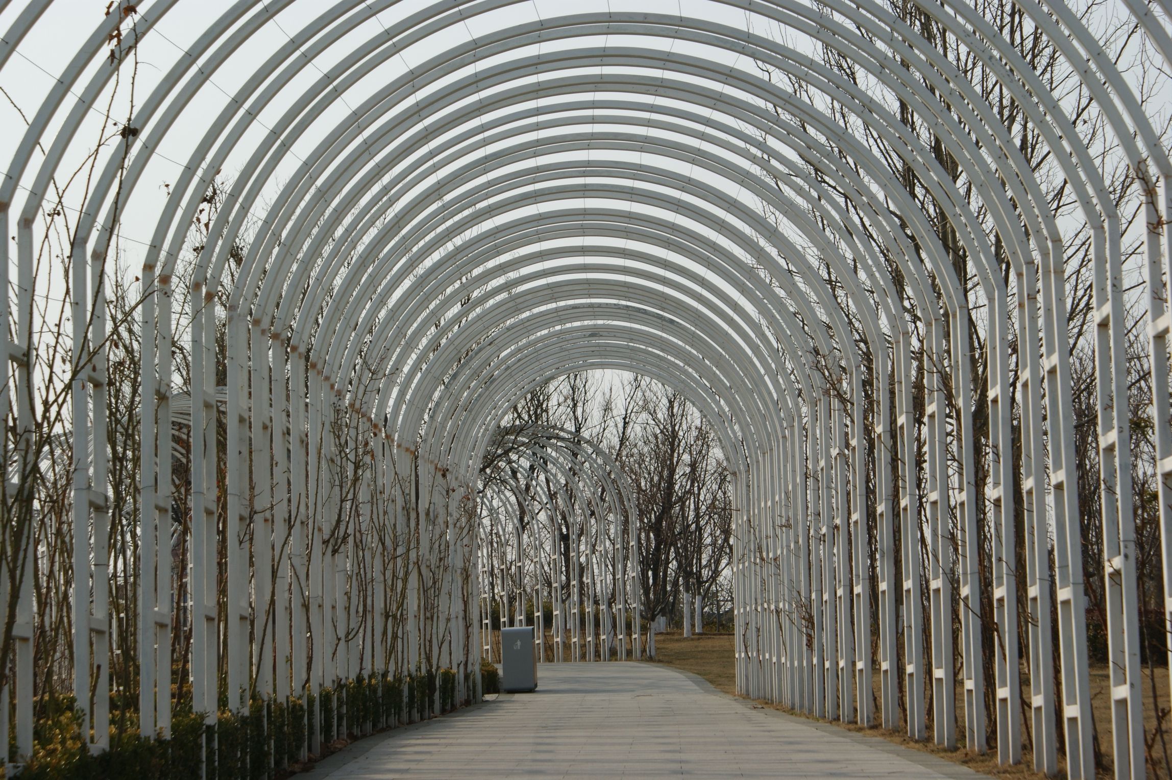 凤凰台植物公园旅行图片 2