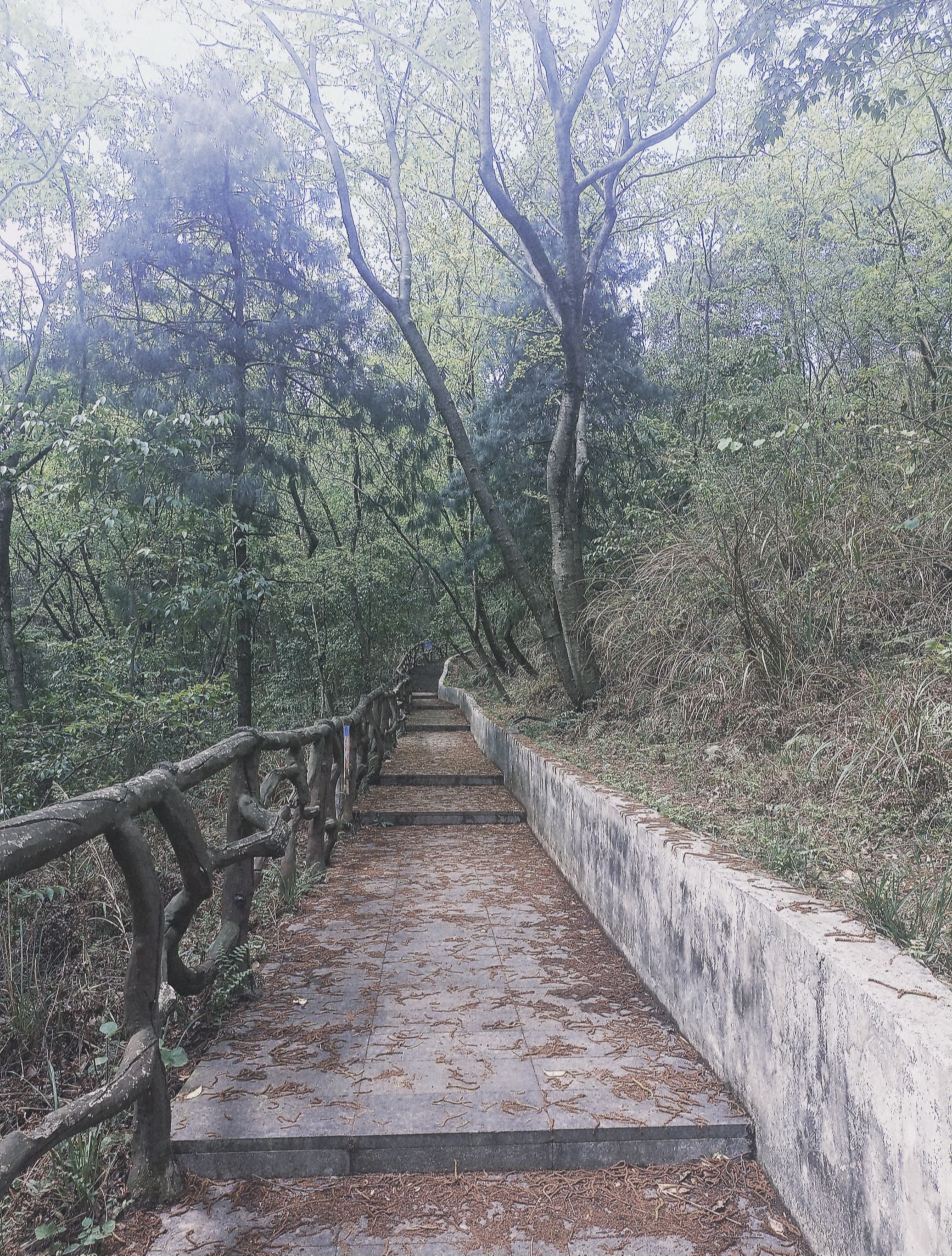 狮子岩山体公园旅行图片 3