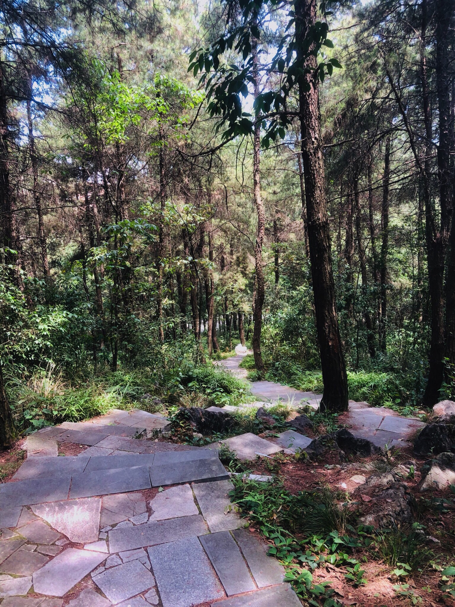 狮子岩山体公园旅行图片 3