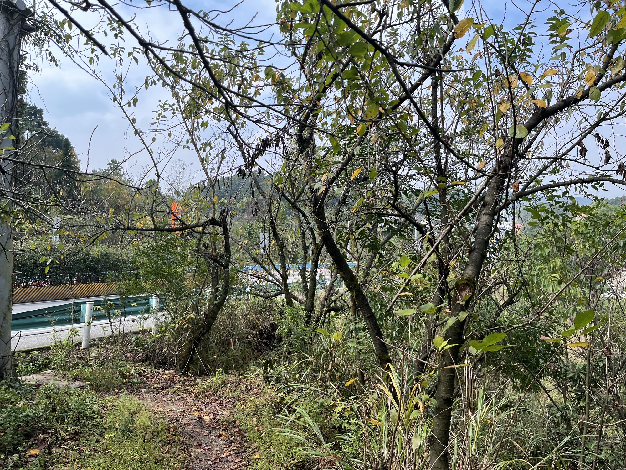 松溪河湿地公园旅行图片 2