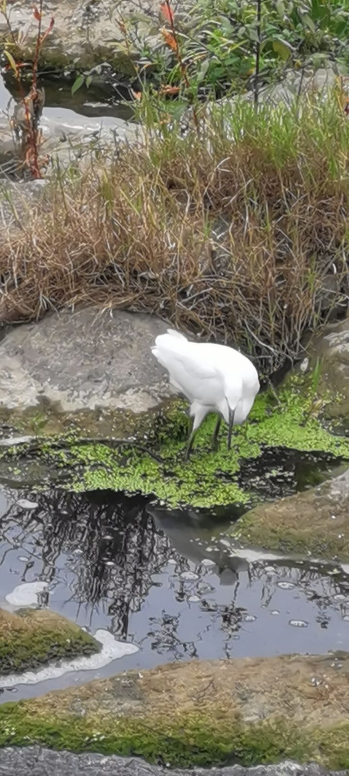 松溪河湿地公园旅行图片 1