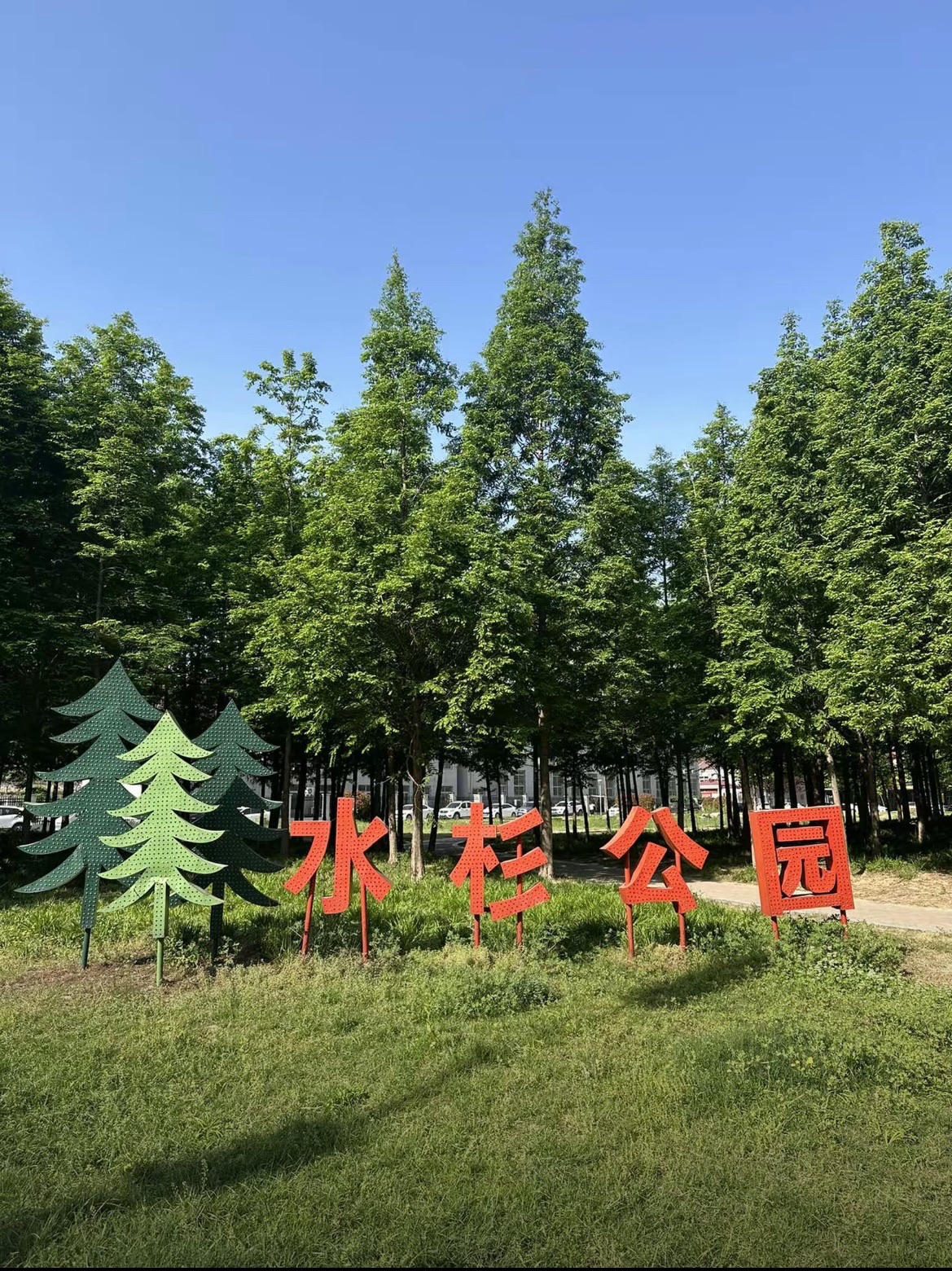 水杉湿地公园旅行图片 1