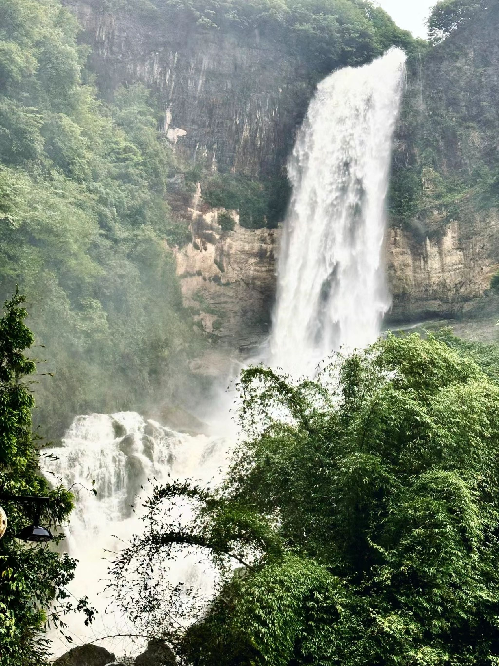 黄连村百年银杏林旅行图片 1