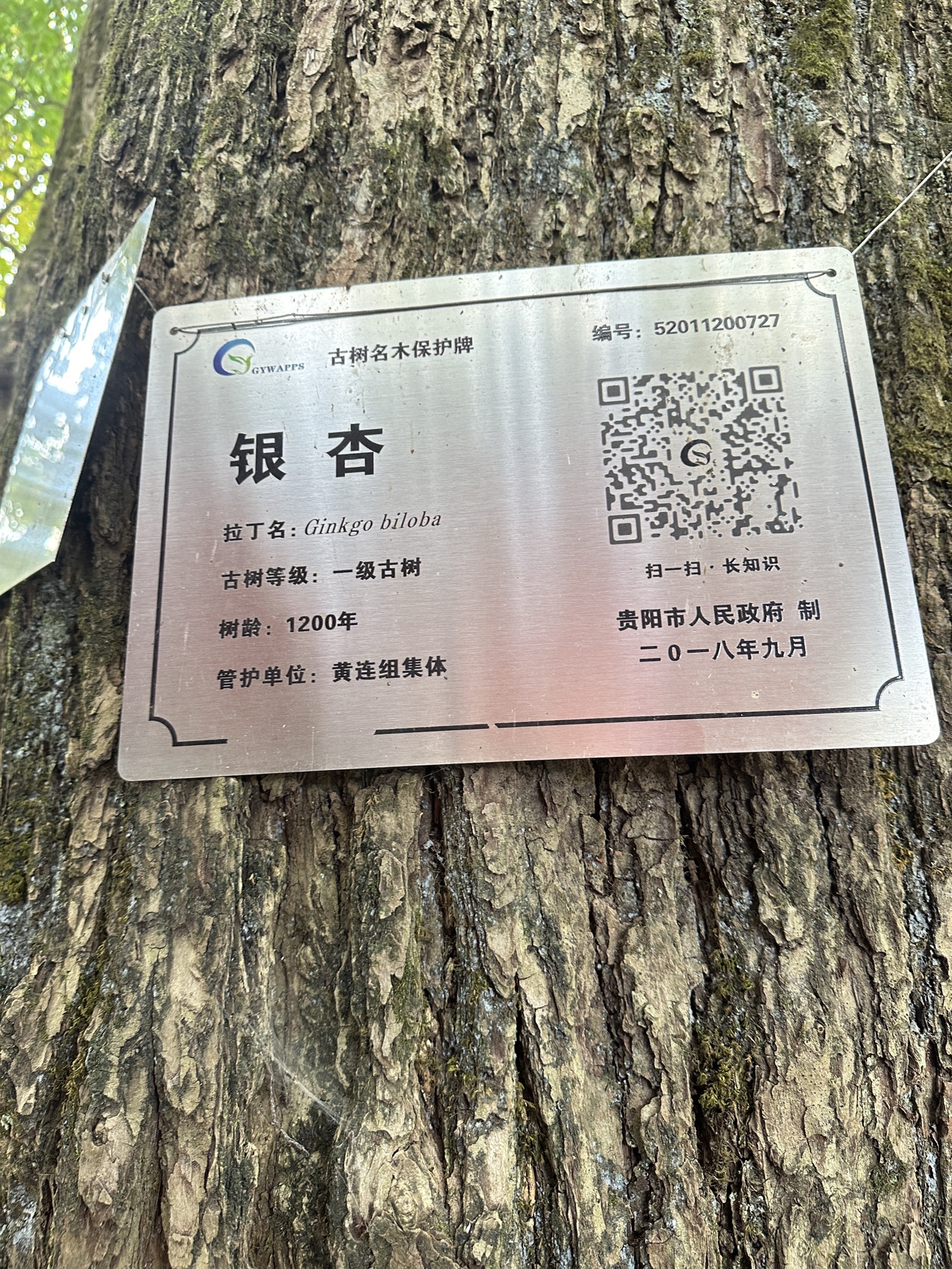 黄连村百年银杏林旅行图片 1