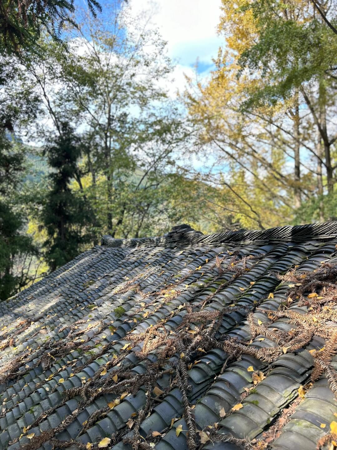 黄连村百年银杏林旅行图片 2