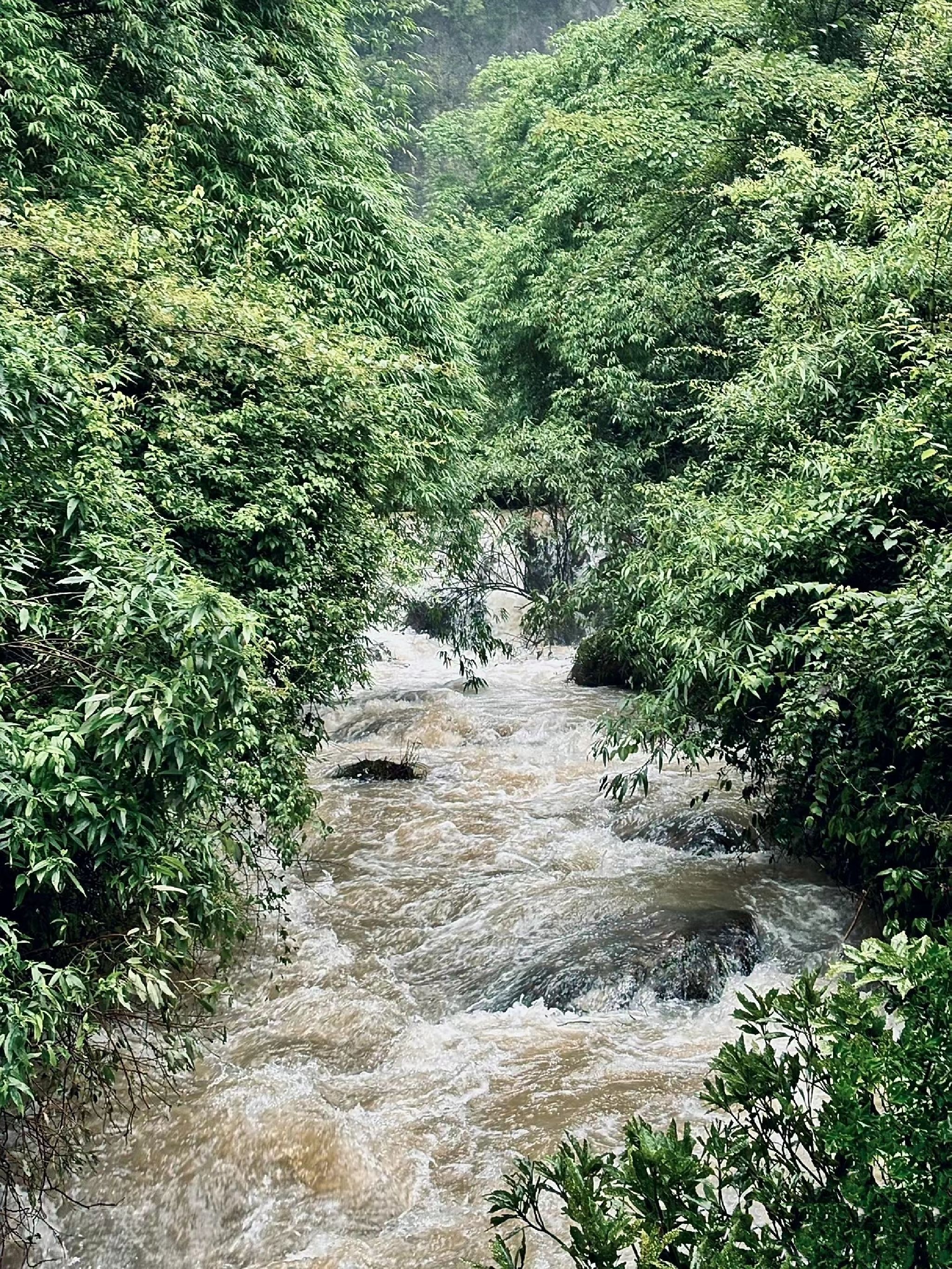 黄连村百年银杏林旅行图片 2