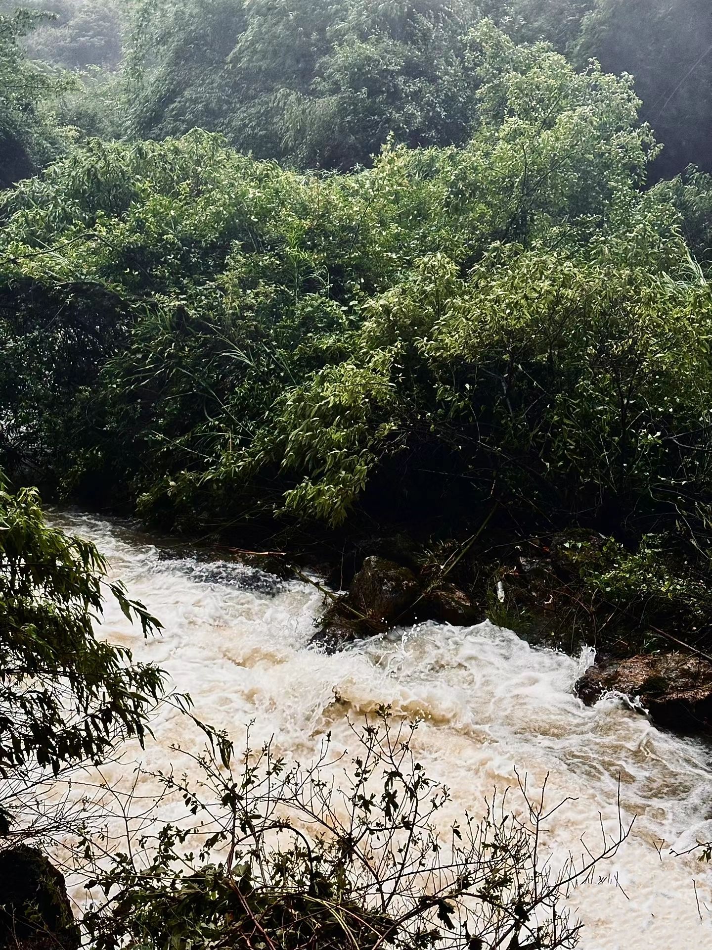 黄连村百年银杏林旅行图片 3