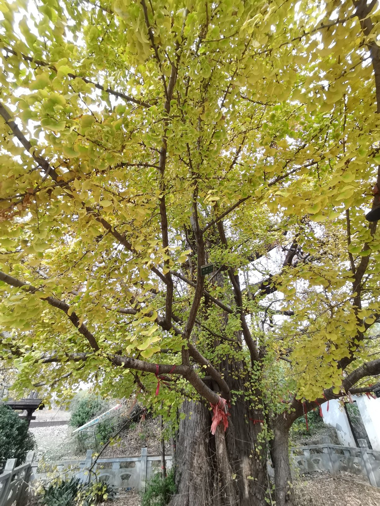 南京汤山镇千年古银杏旅行图片 2