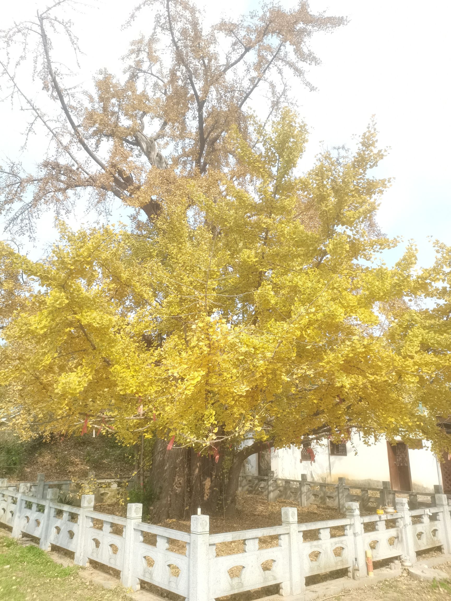 南京汤山镇千年古银杏旅行图片 1
