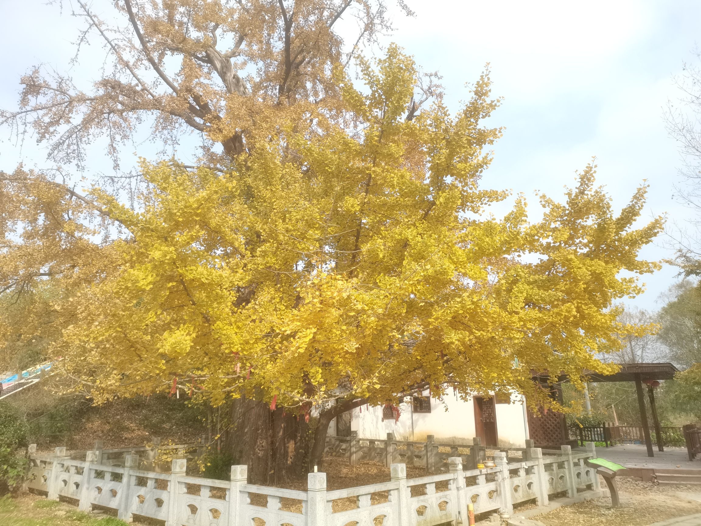 南京汤山镇千年古银杏旅行图片 3