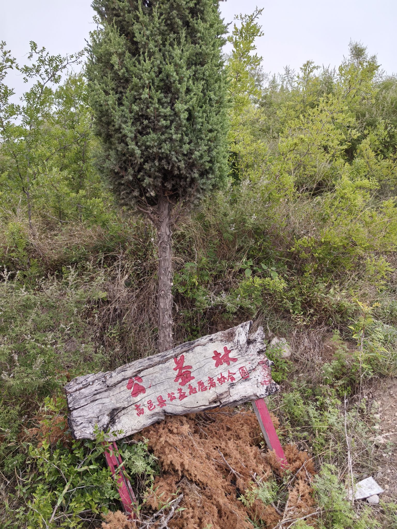 凤凰山旅行图片 3