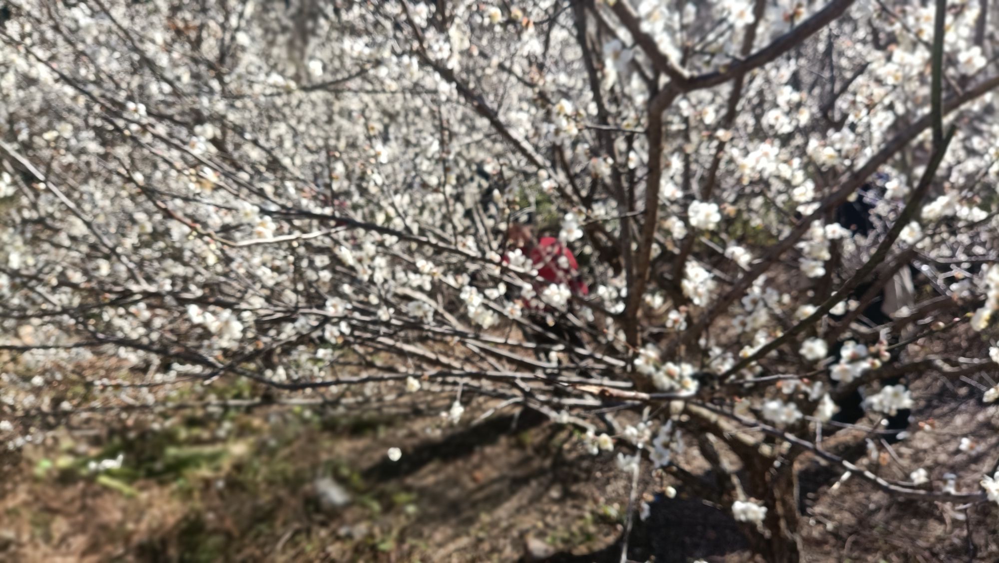 红星乡梅花公园旅行图片 3