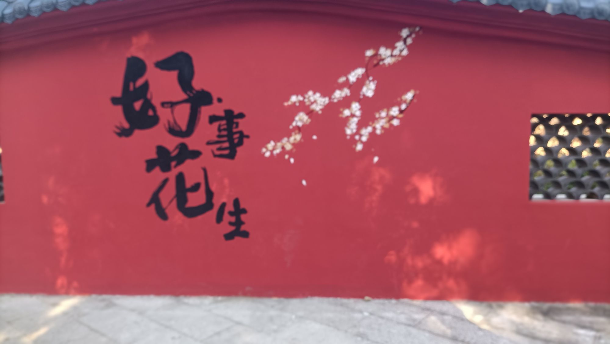 红星乡梅花公园旅行图片 2