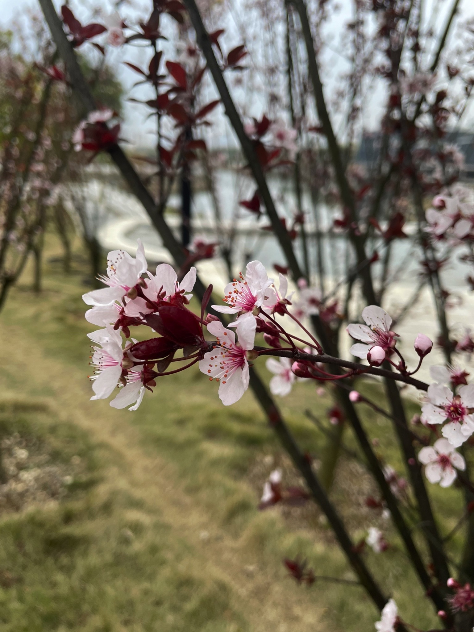 爱莲湖公园旅行图片 1