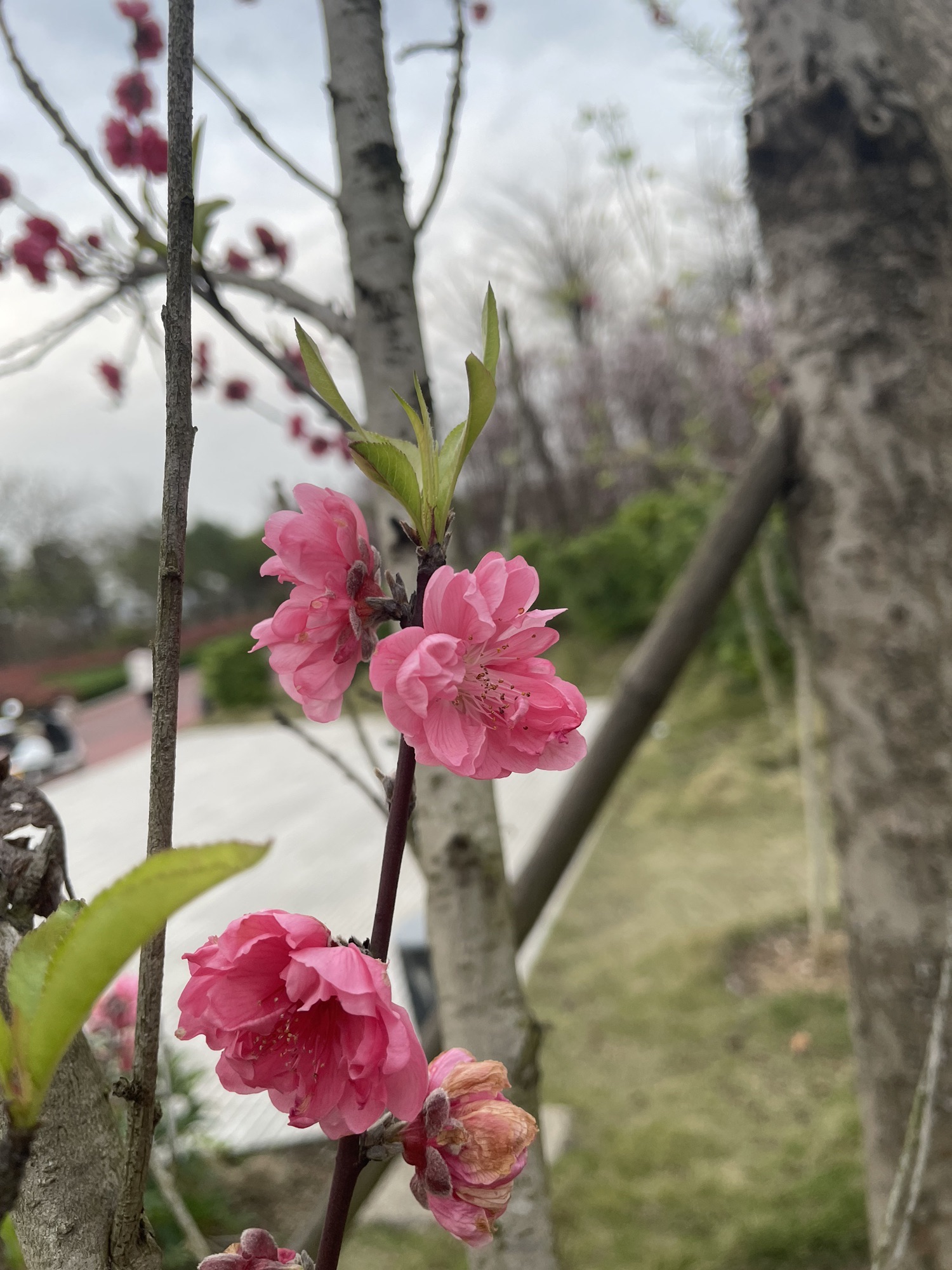 爱莲湖公园旅行图片 2