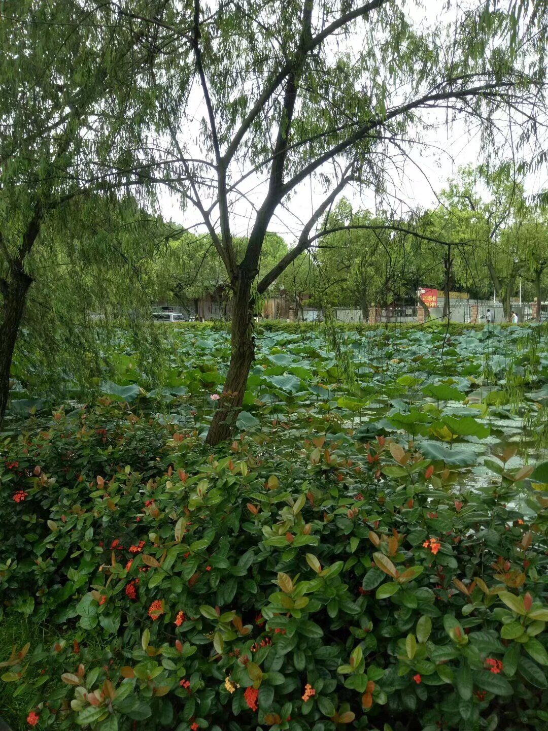 北园公园旅行图片 1