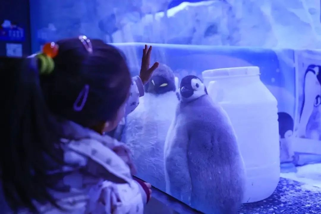 郑州海昌海洋公园旅行图片 3