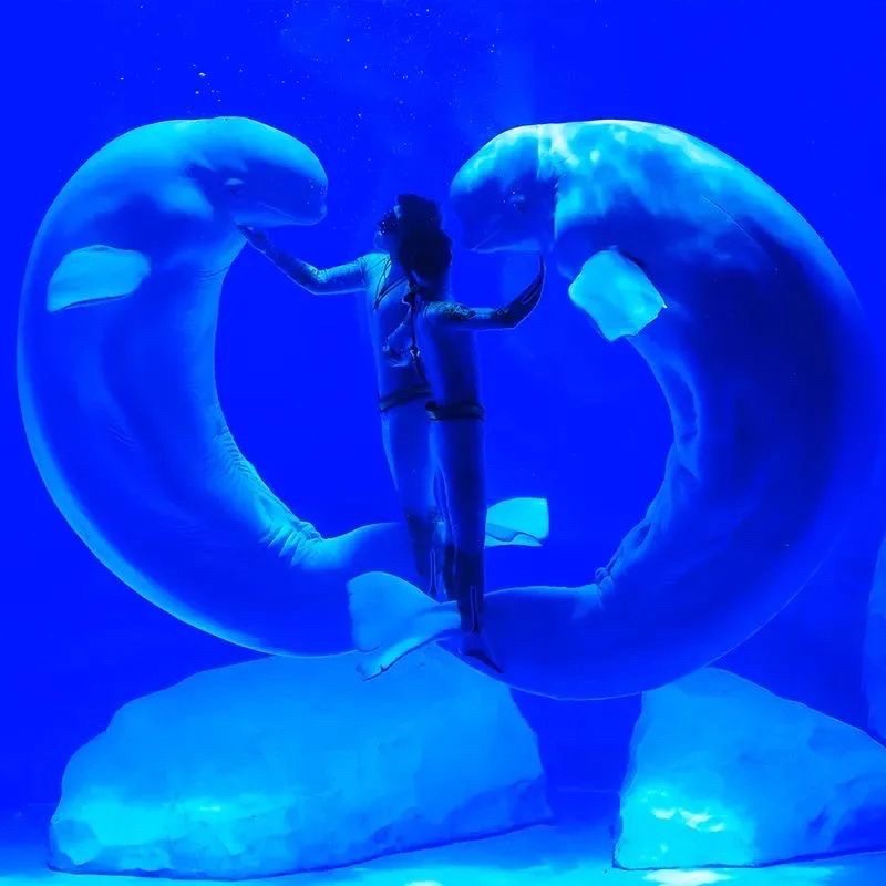 郑州海昌海洋公园旅行图片 2