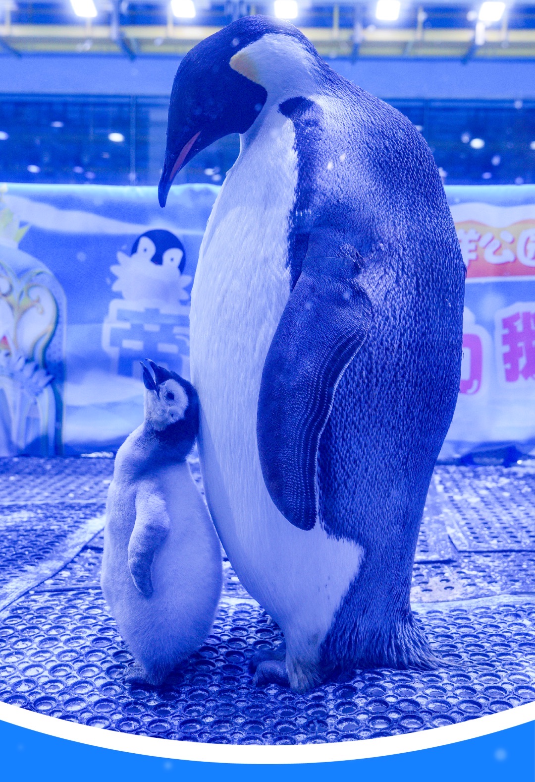 郑州海昌海洋公园旅行图片