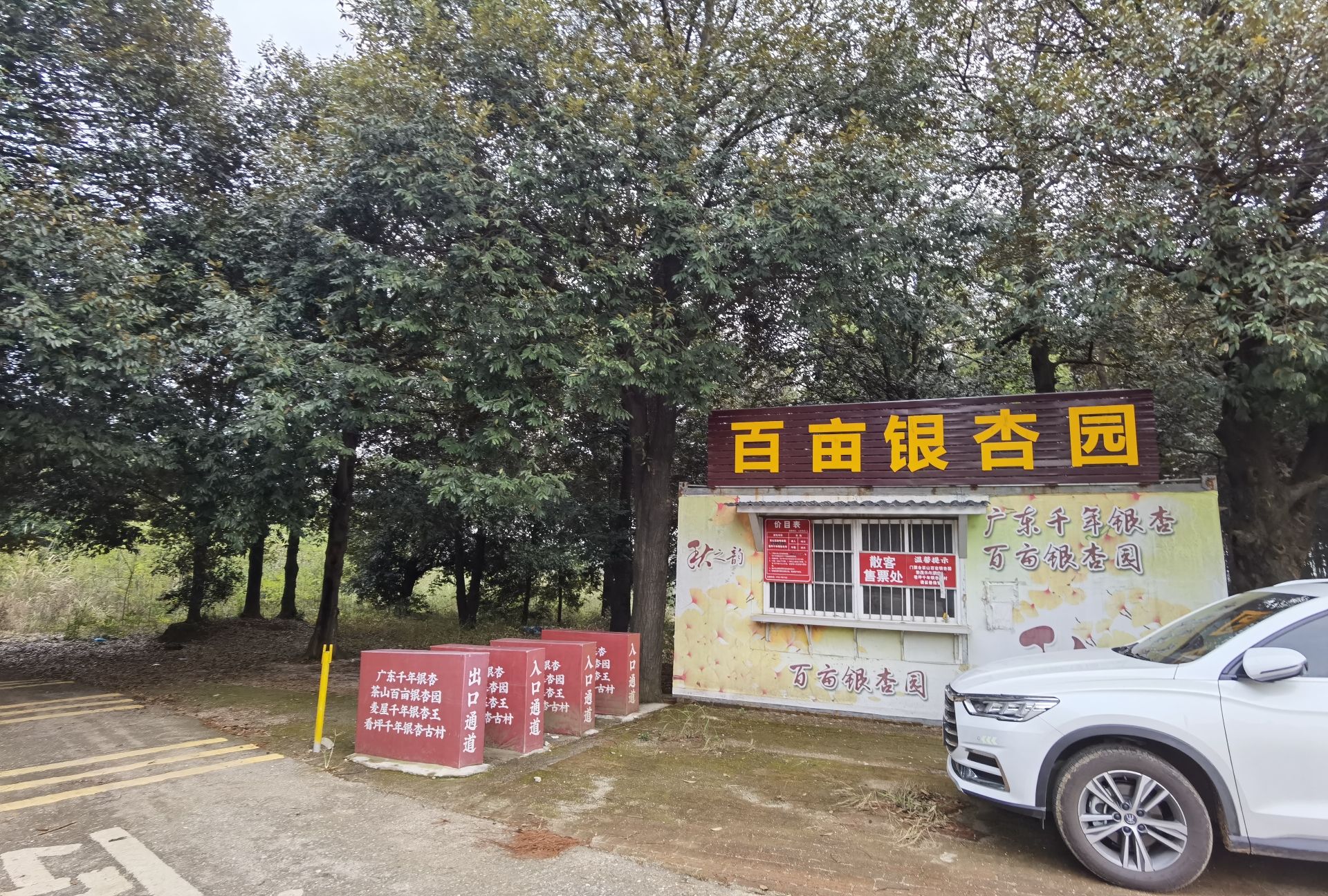 百亩银杏园旅行图片 2