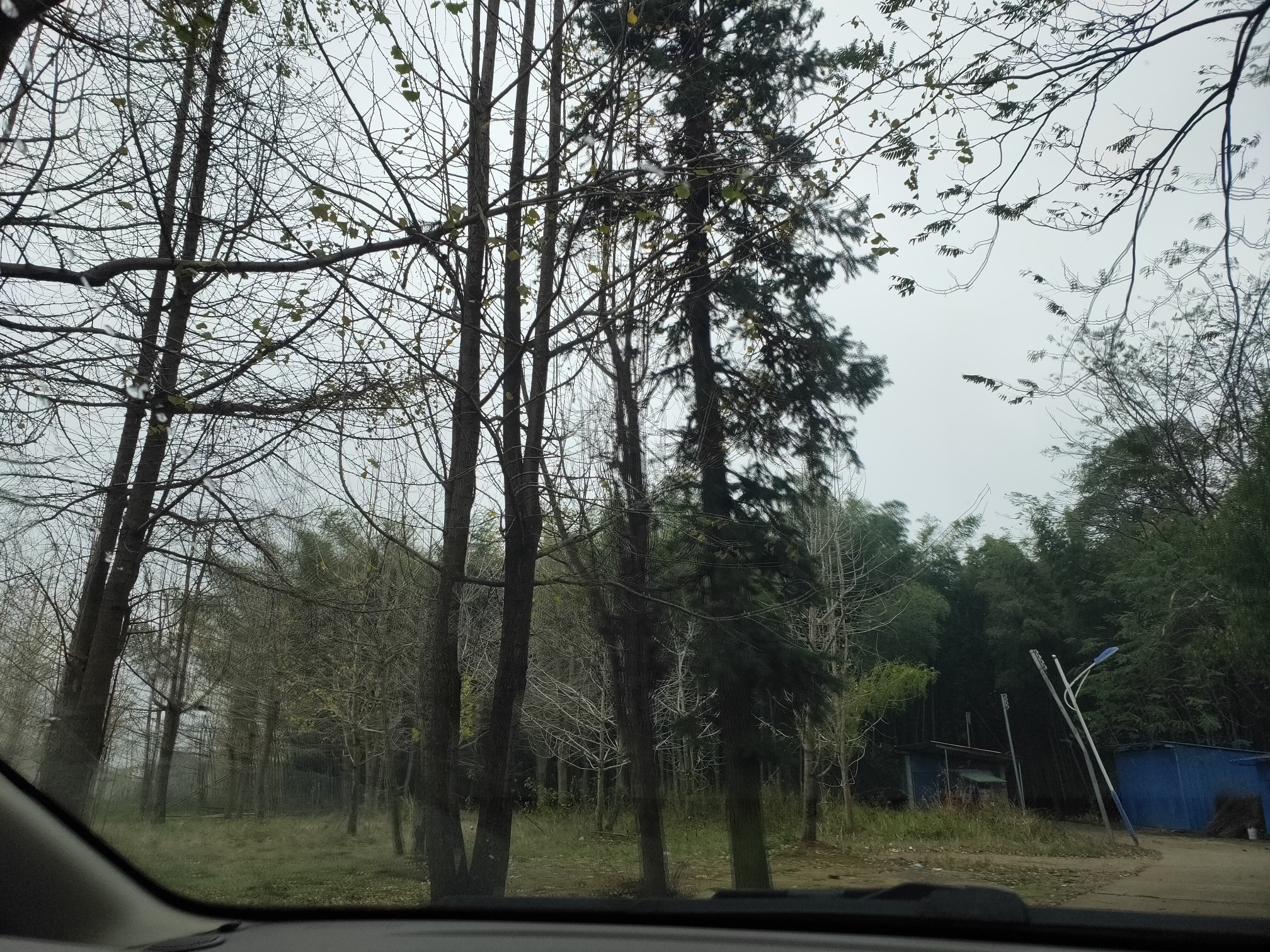 百亩银杏园旅行图片 1
