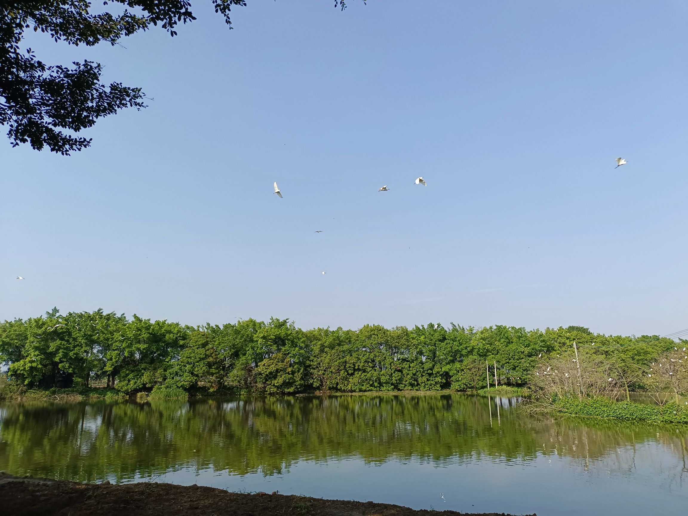 天湖鹭鸟生态村旅行图片 2