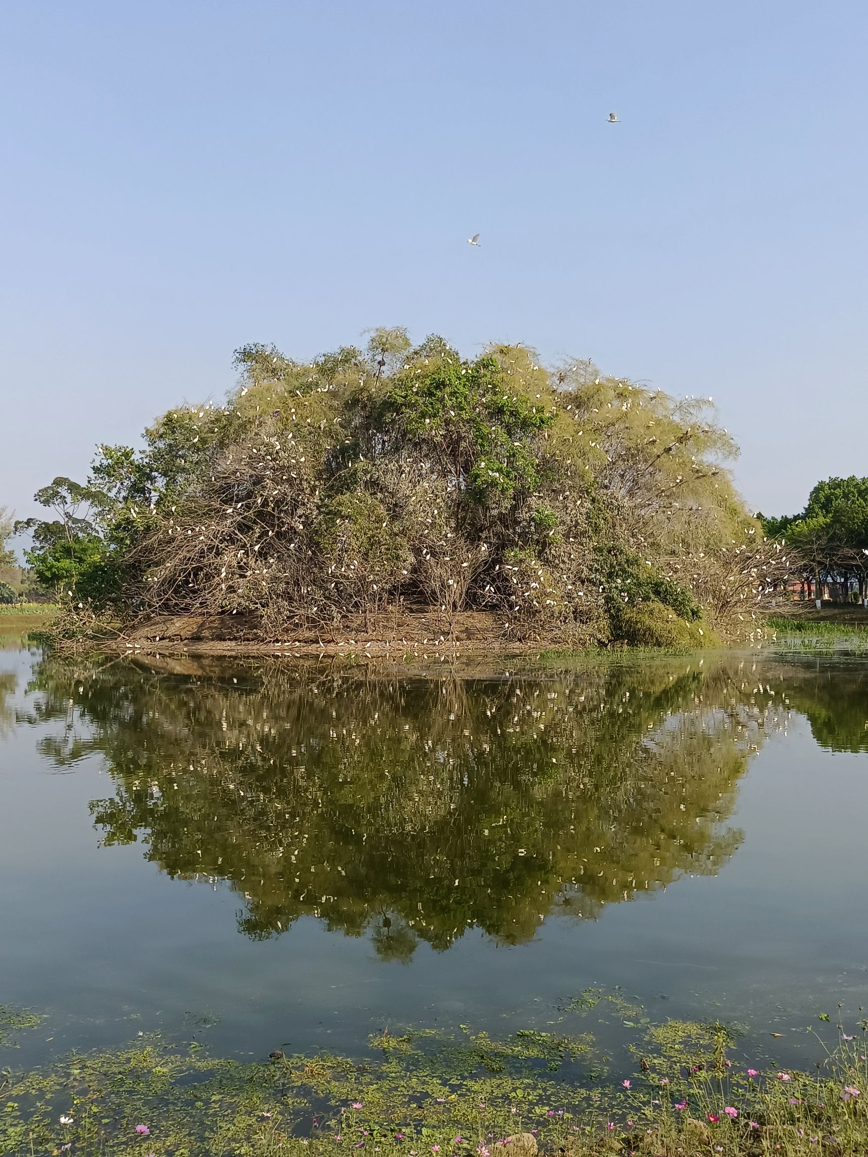 天湖鹭鸟生态村旅行图片 3