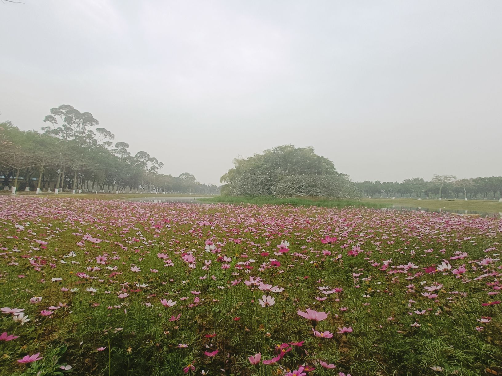 天湖鹭鸟生态村旅行图片 1