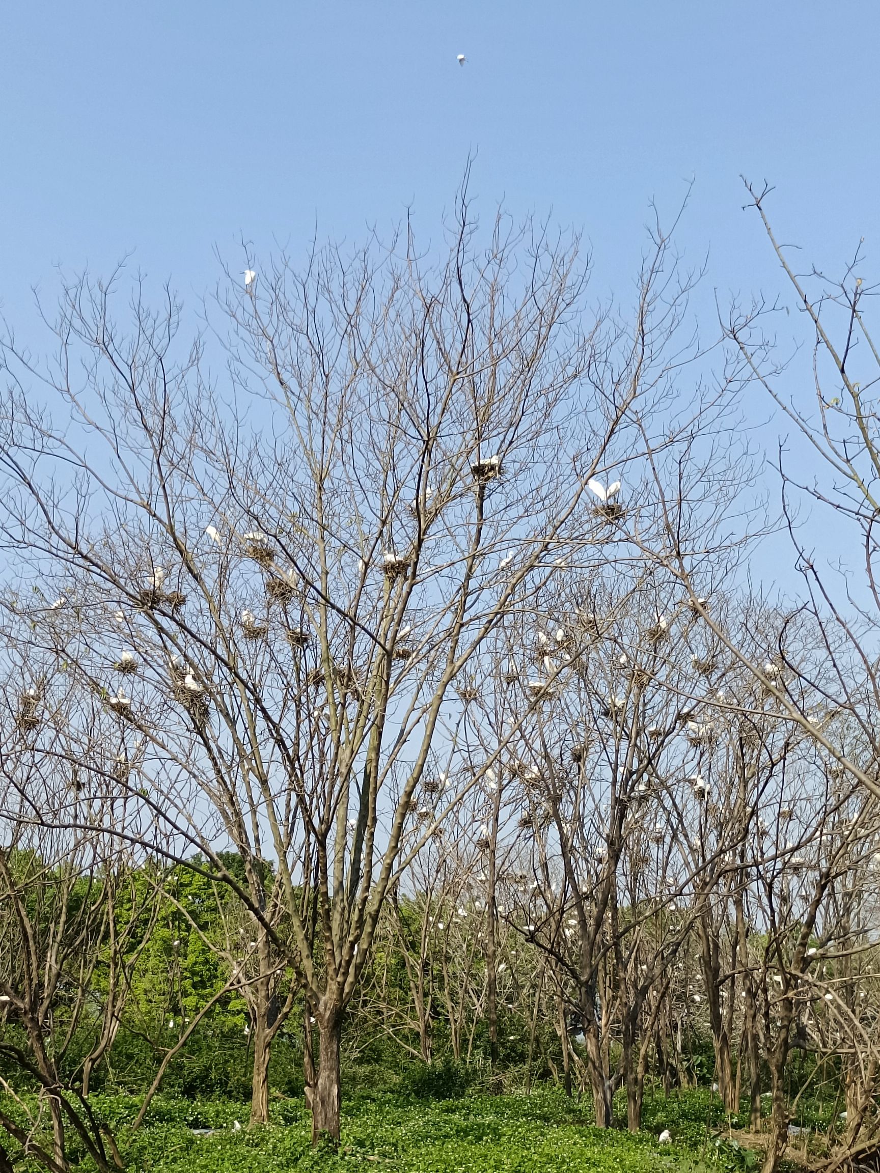 天湖鹭鸟生态村旅行图片 1