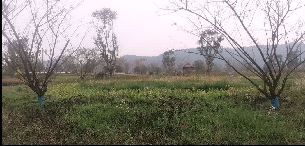 蓬安漫滩湿地公园旅行图片 3