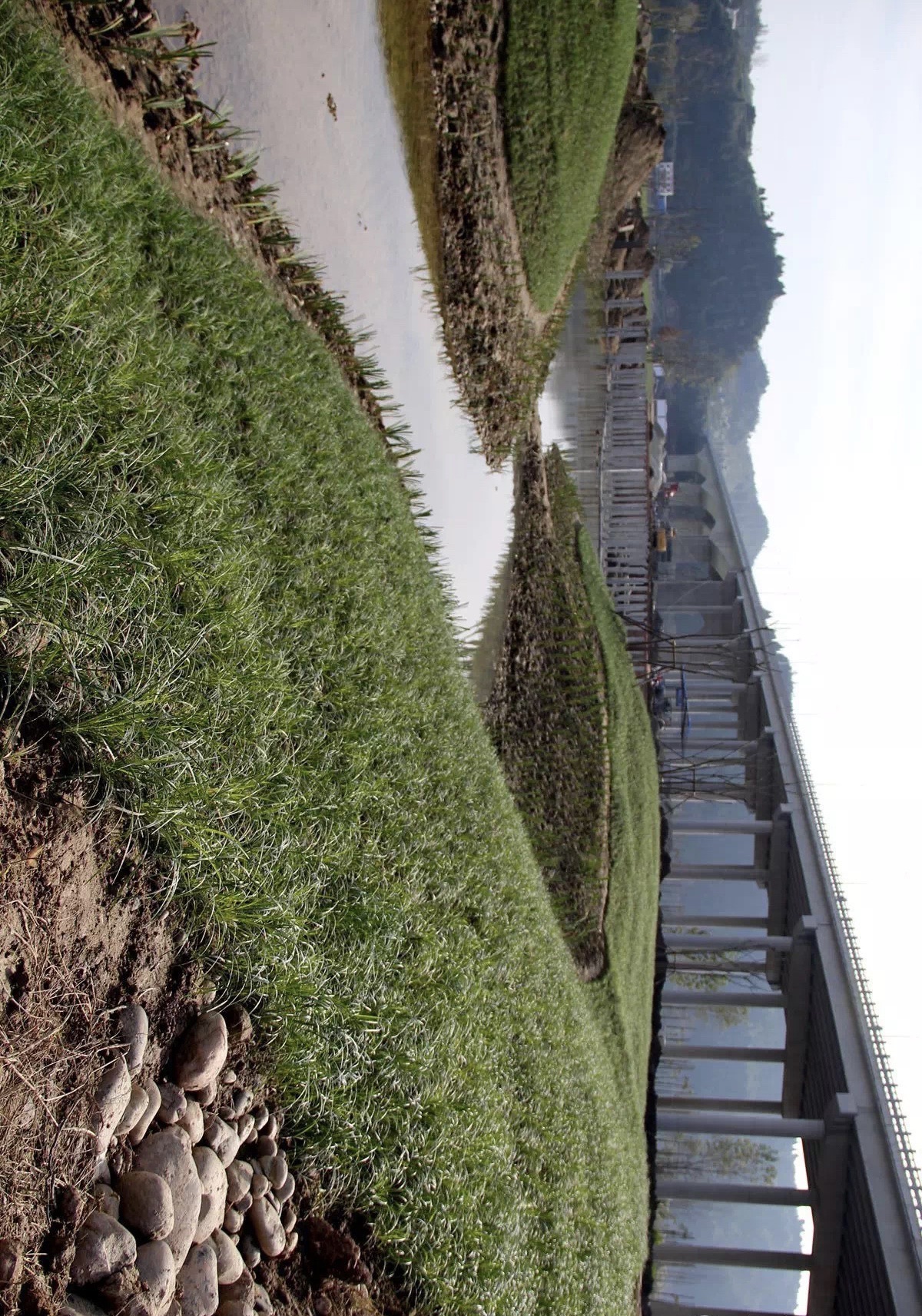 蓬安漫滩湿地公园旅行图片 2