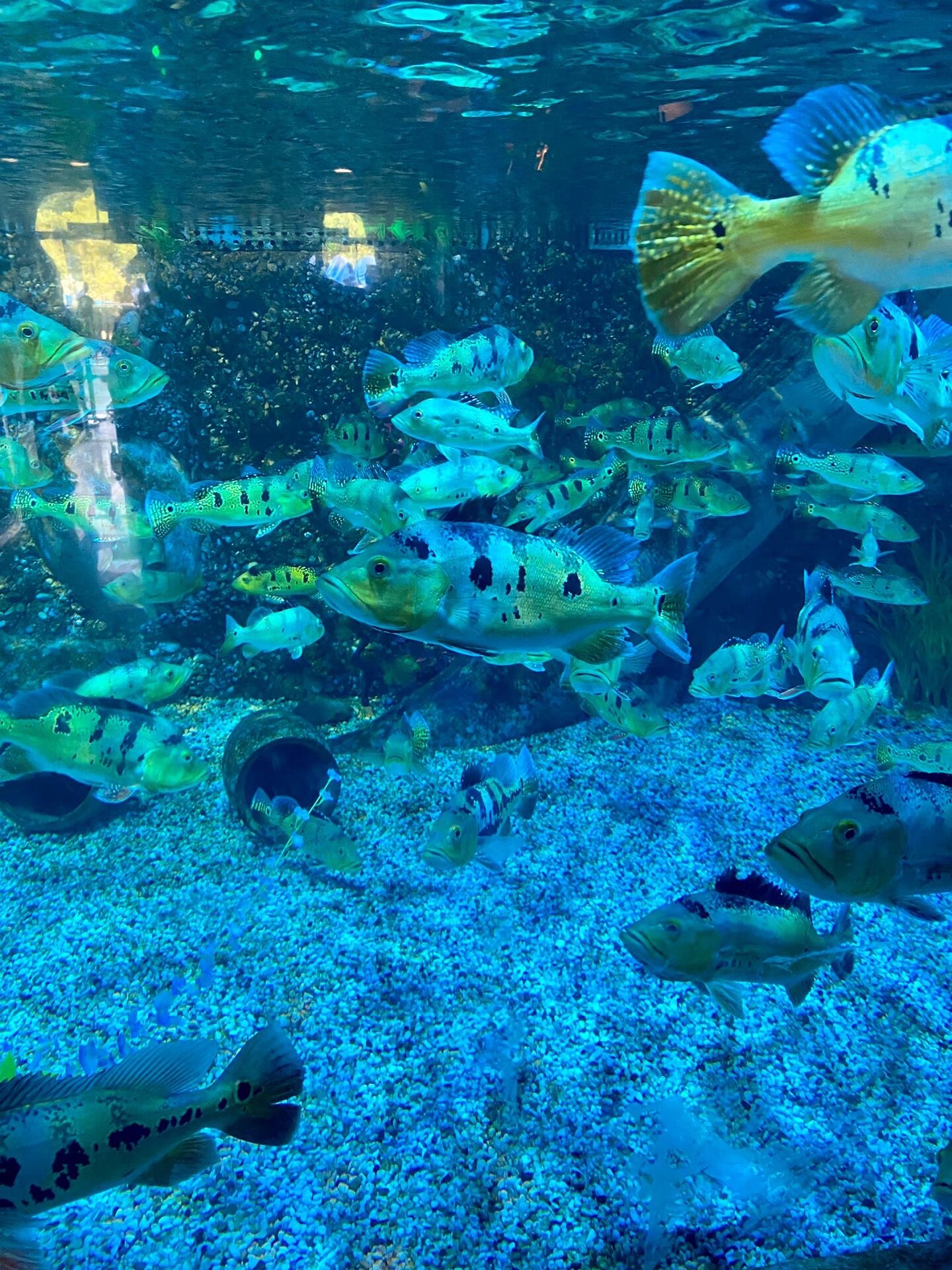 合肥海洋世界旅行图片 1