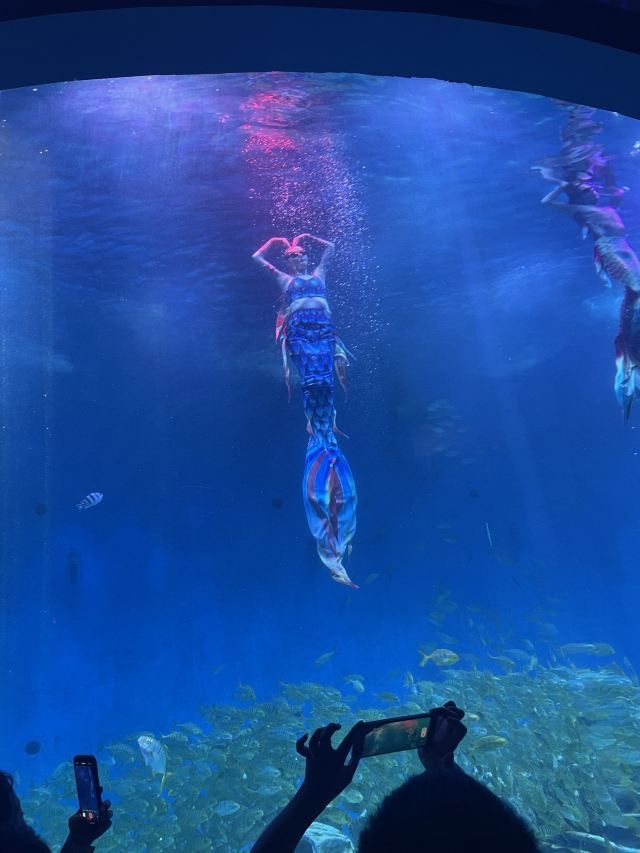 合肥海洋世界旅行图片 2