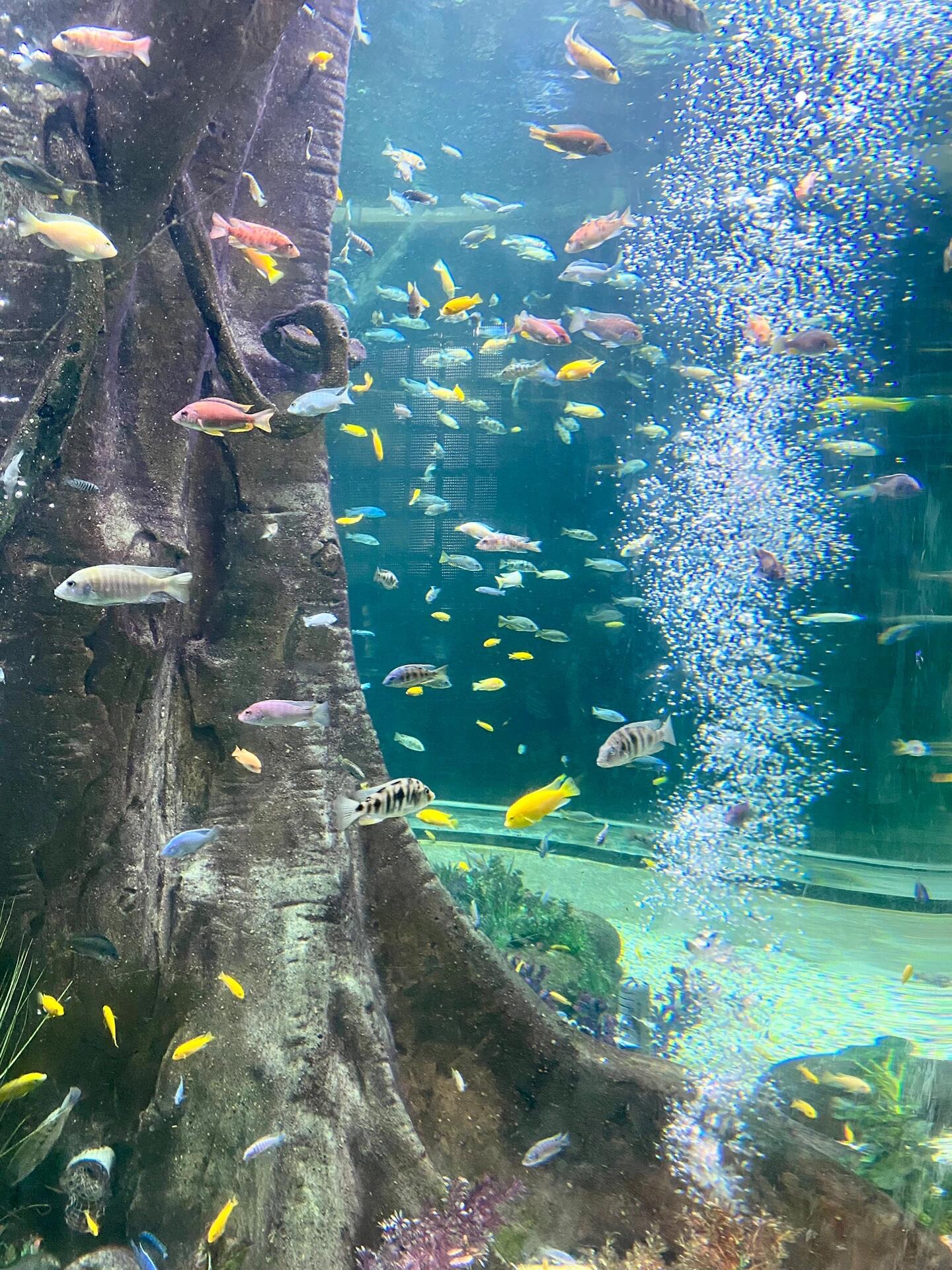 合肥海洋世界旅行图片 3