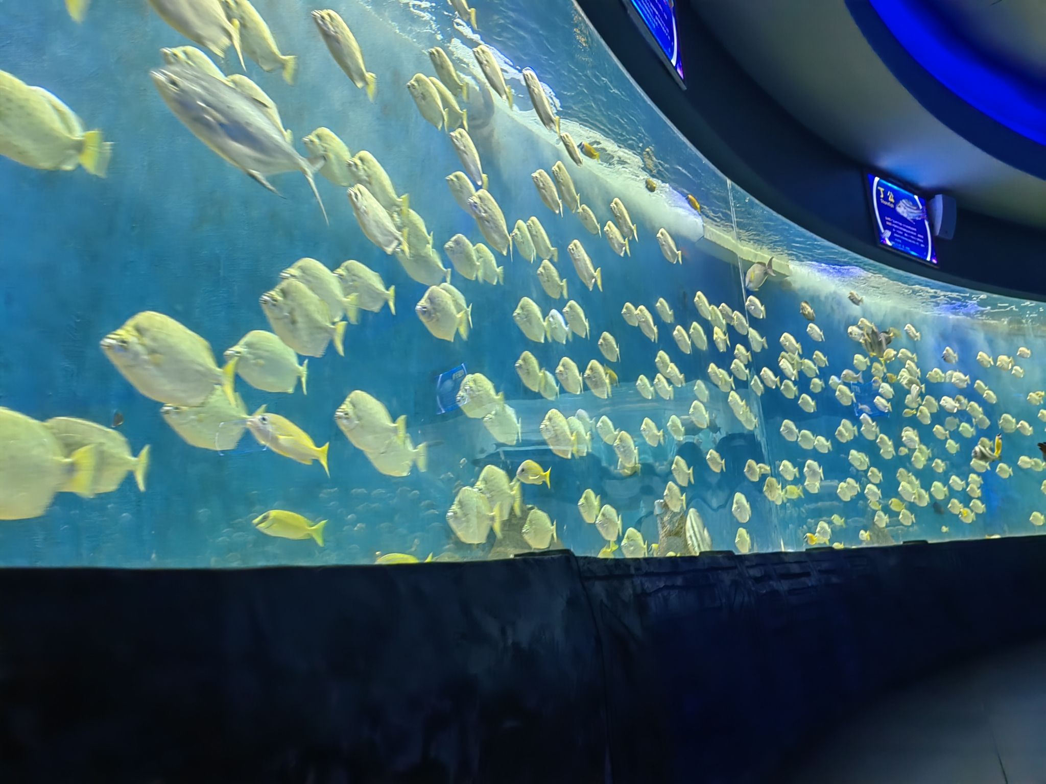 合肥海洋世界旅行图片 1