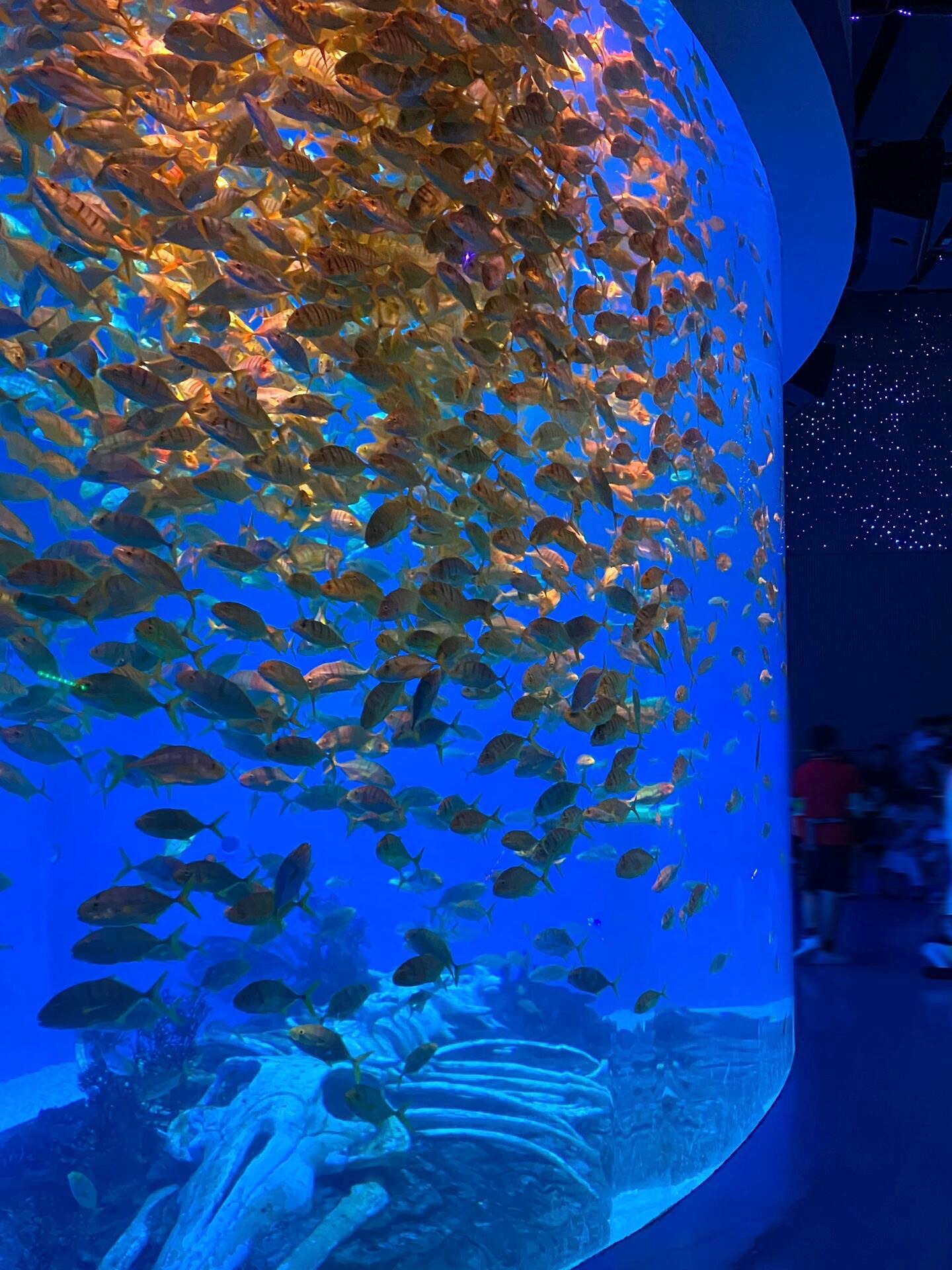 合肥海洋世界旅行图片 2