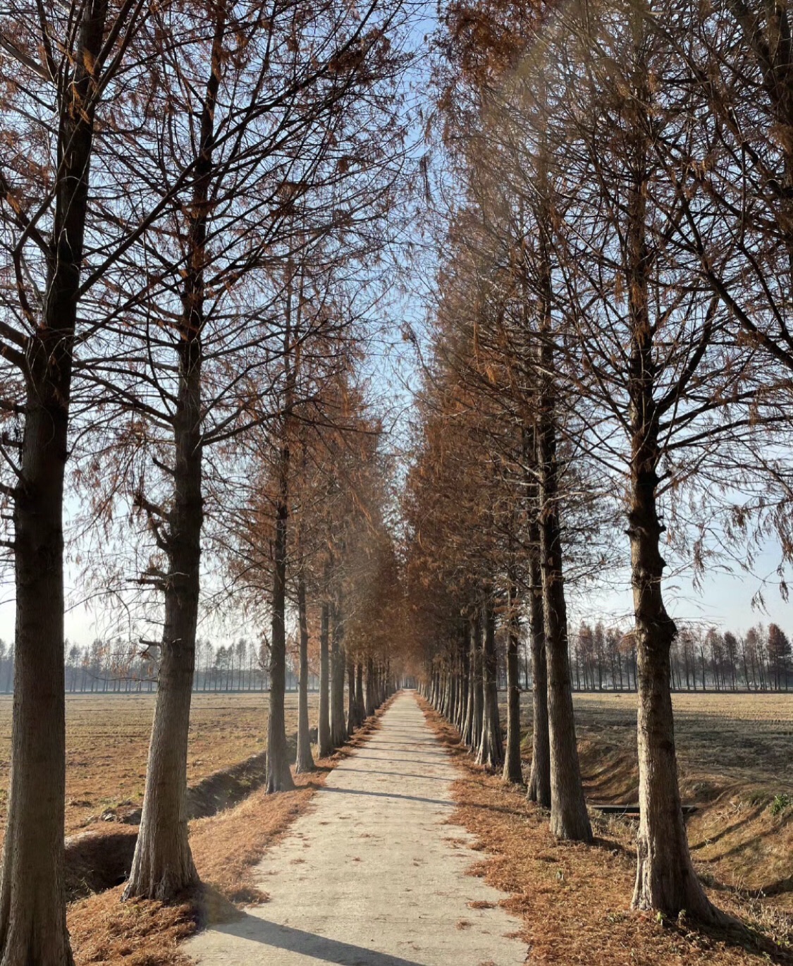 青西郊野公园旅行图片 1
