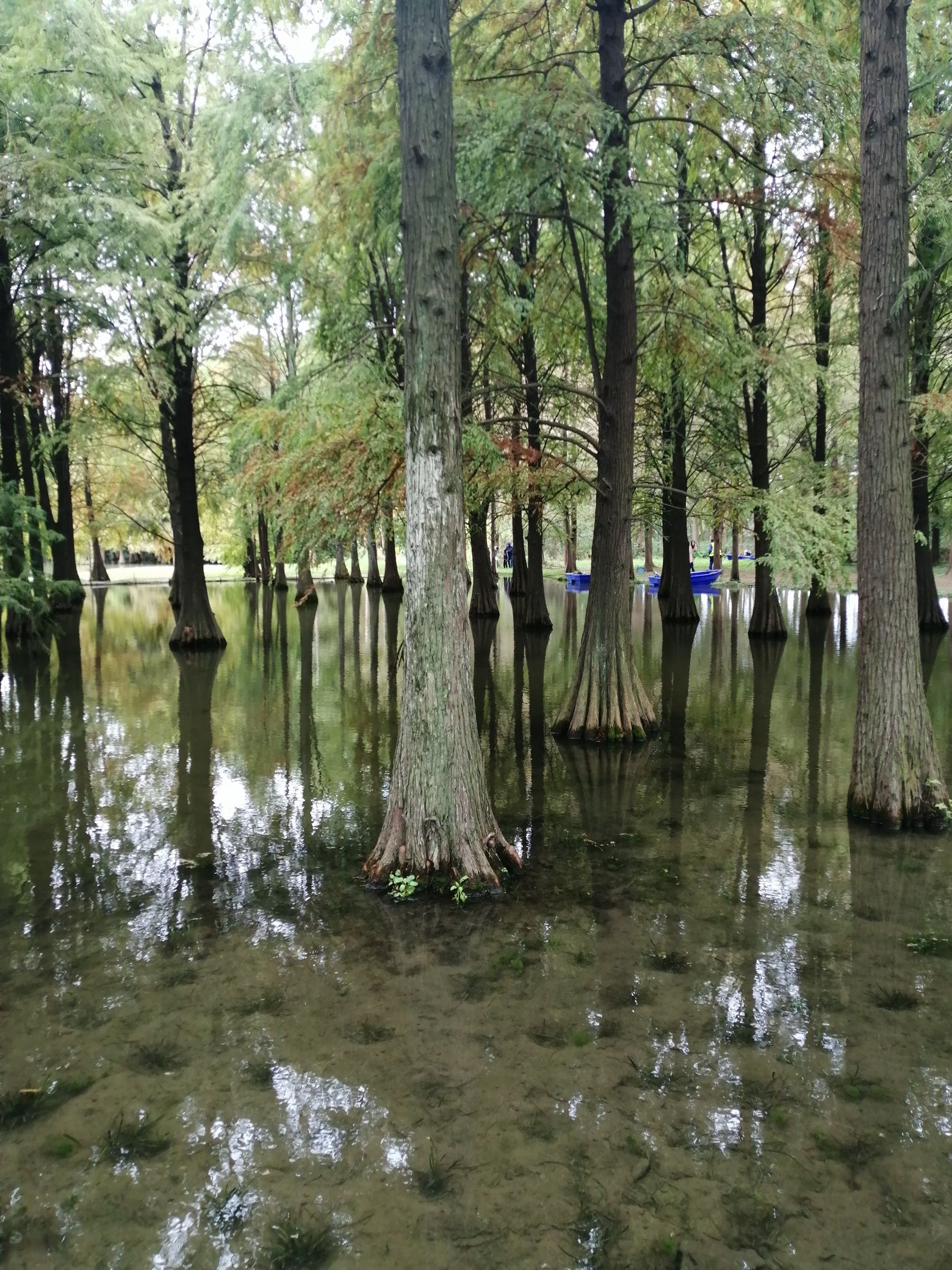 青西郊野公园旅行图片 1