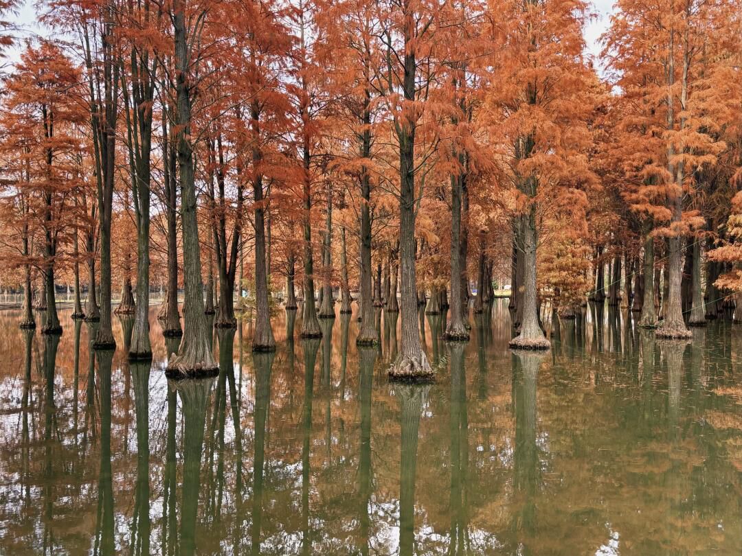 青西郊野公园旅行图片 2