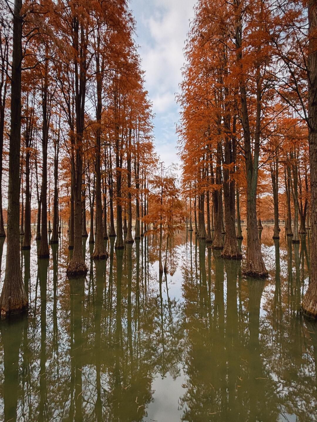 青西郊野公园旅行图片 3
