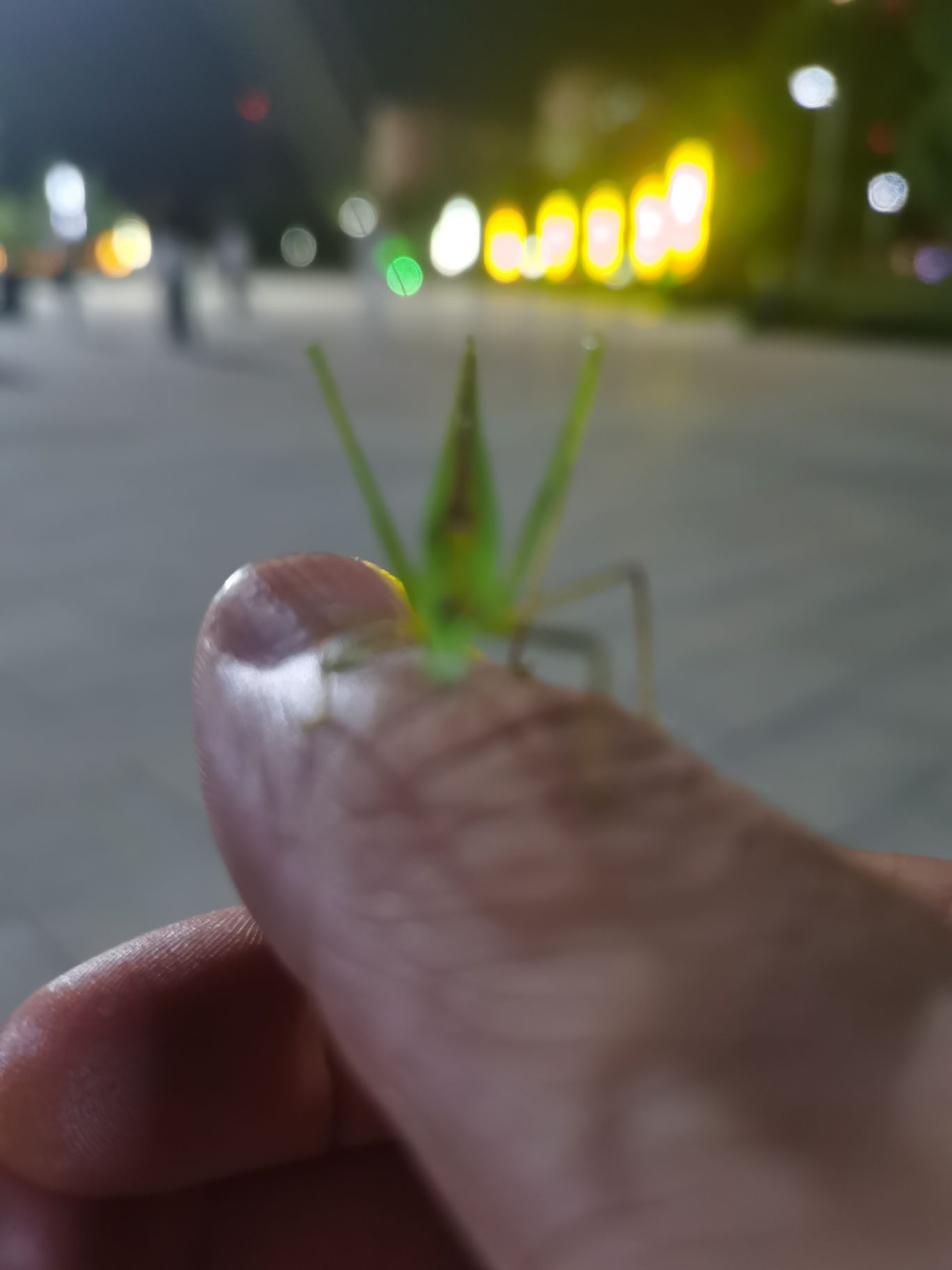 郎朗钢琴文化广场旅行图片 1