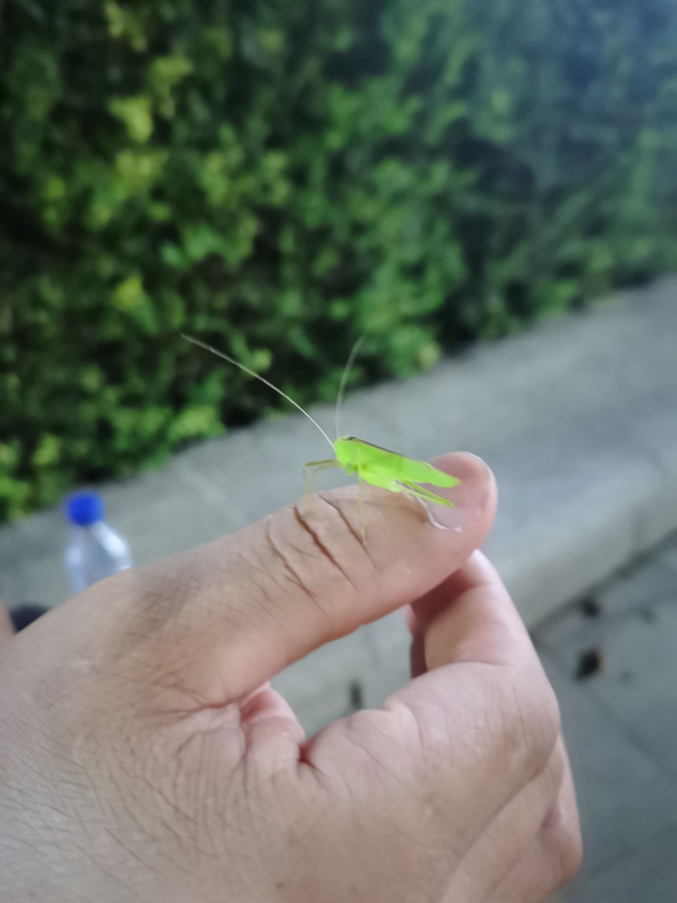 郎朗钢琴文化广场旅行图片 2