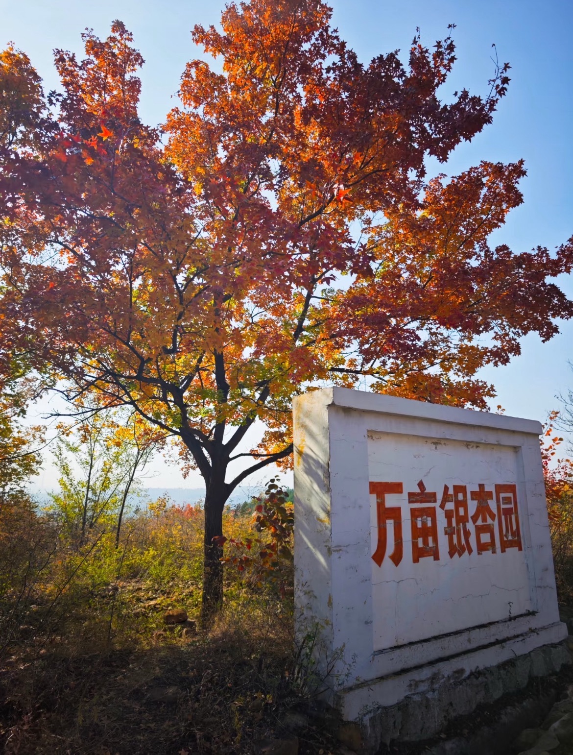 栾卸银杏景区旅行图片 3