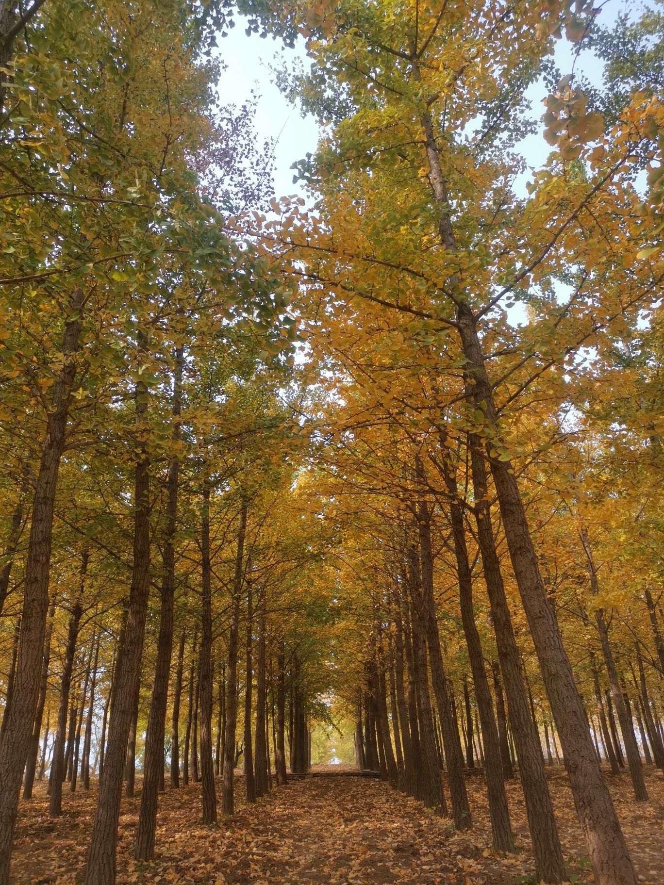 栾卸银杏景区