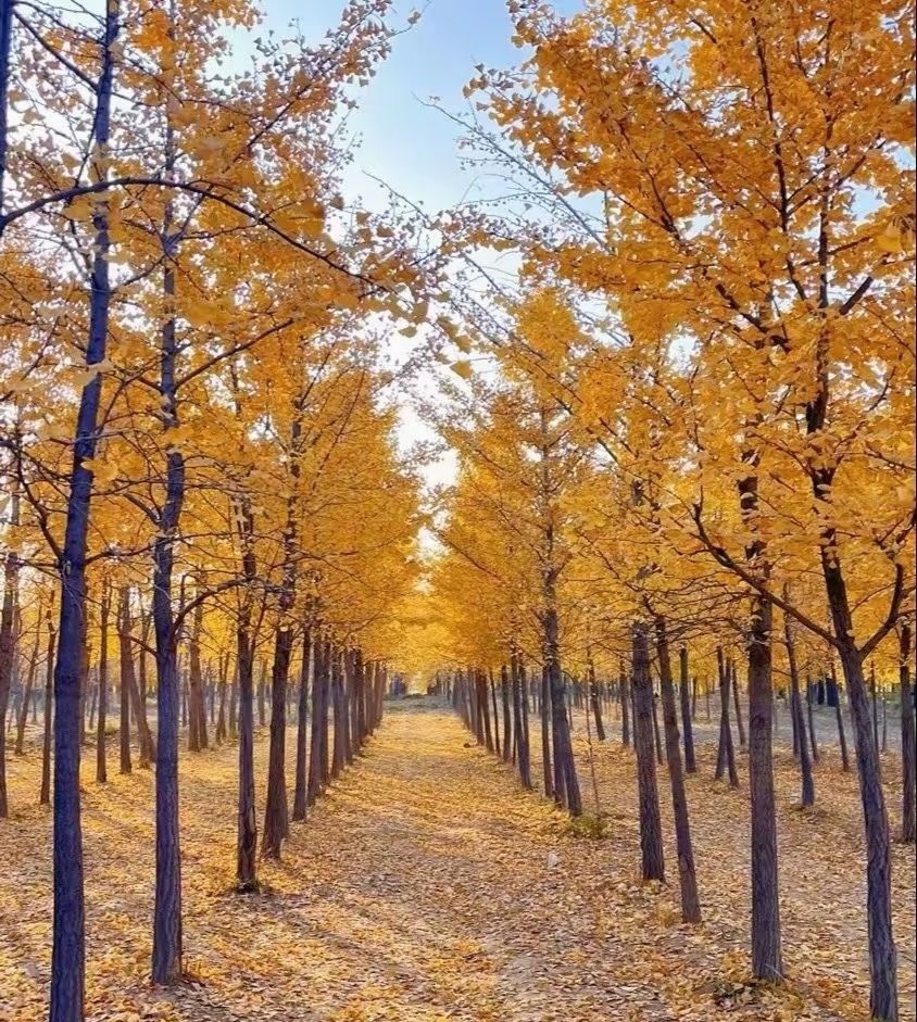 栾卸银杏景区