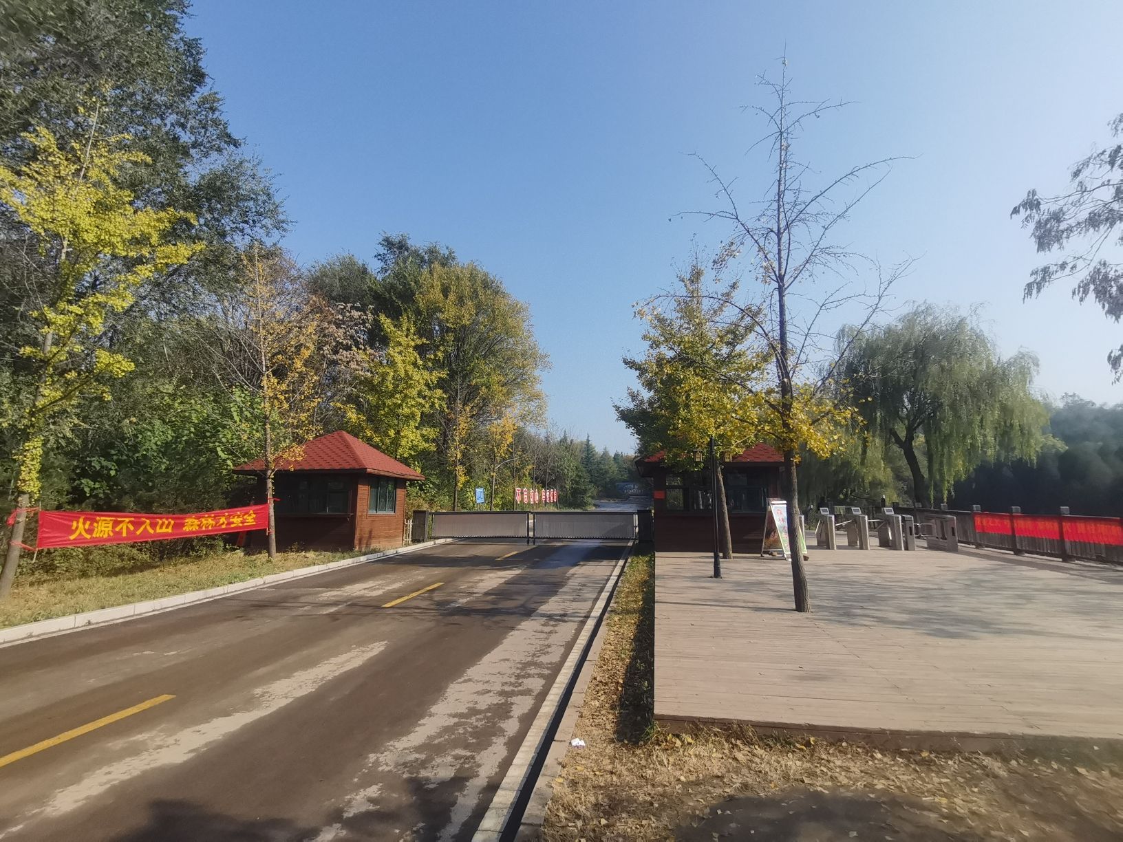 栾卸银杏景区旅行图片 1